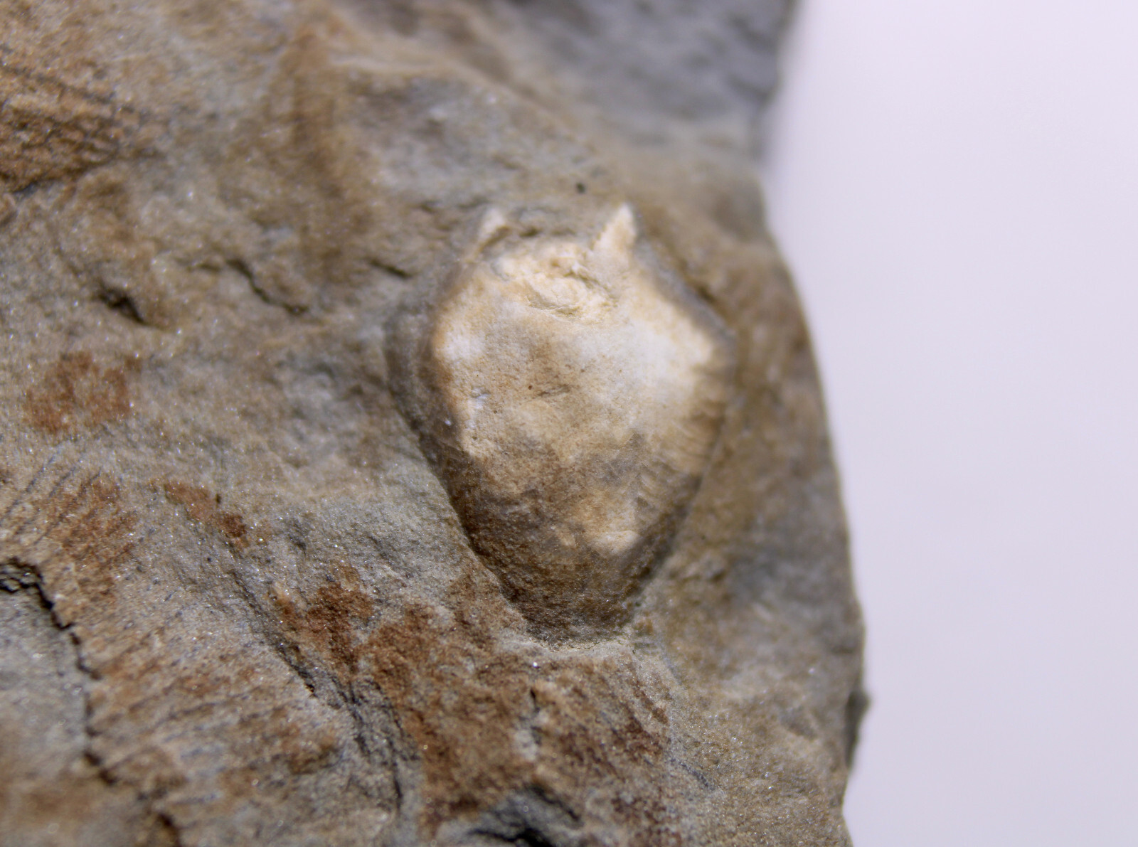 Heteroschisma subtruncatus Devonian Blastoid Fossil Thunder Bay Fm Michigan