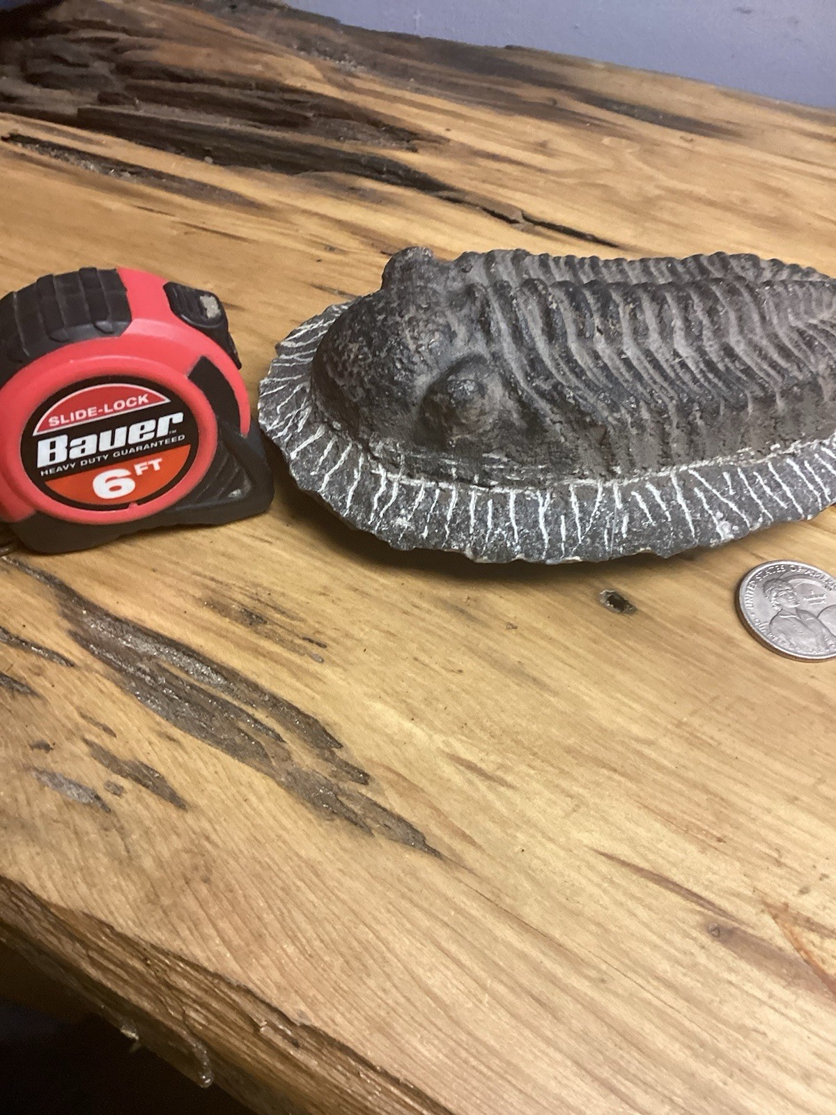 Fossil Trilobite Very Large Fossilized Specimen Free Shipping