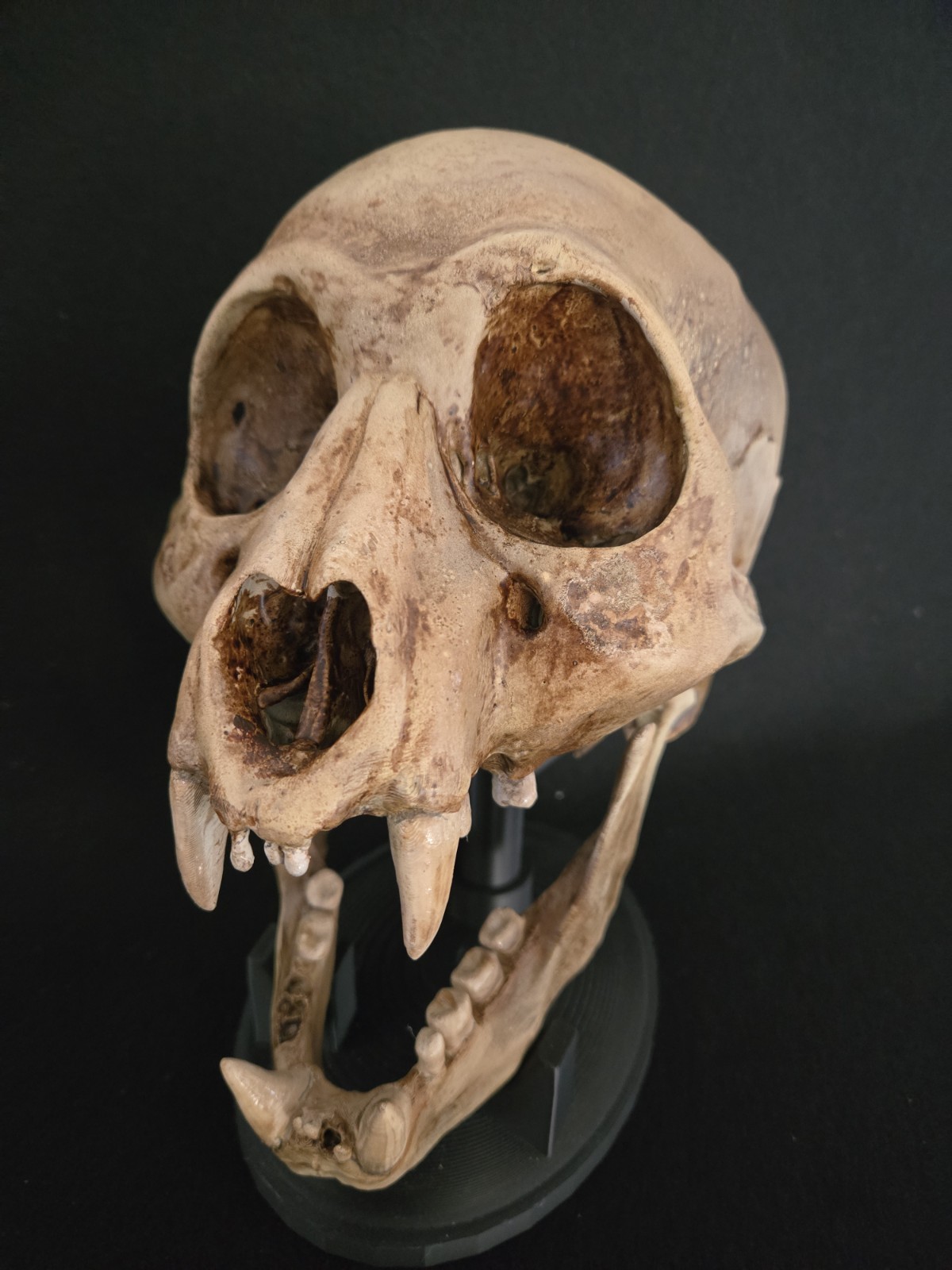 Bigfoot Skull Realistic "Large"