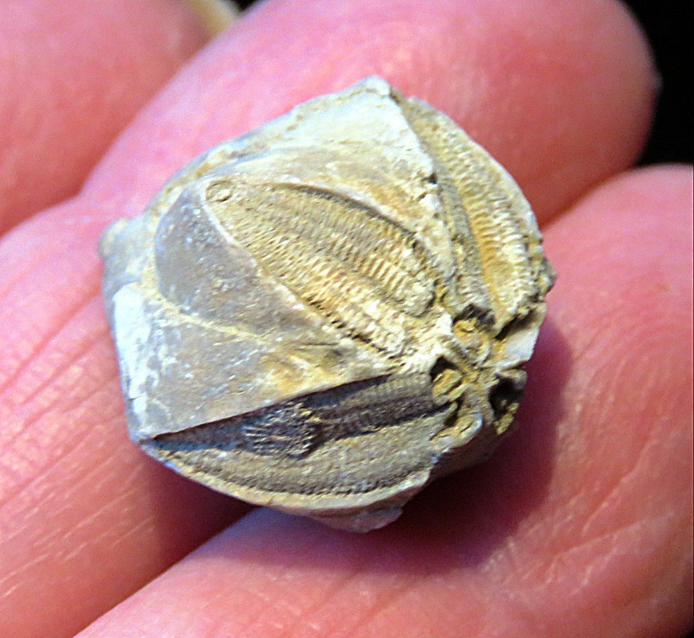 Blastoid Fossil- 3/4"- Pyriformis pentremites- Mississippian- Morill, Kentucky