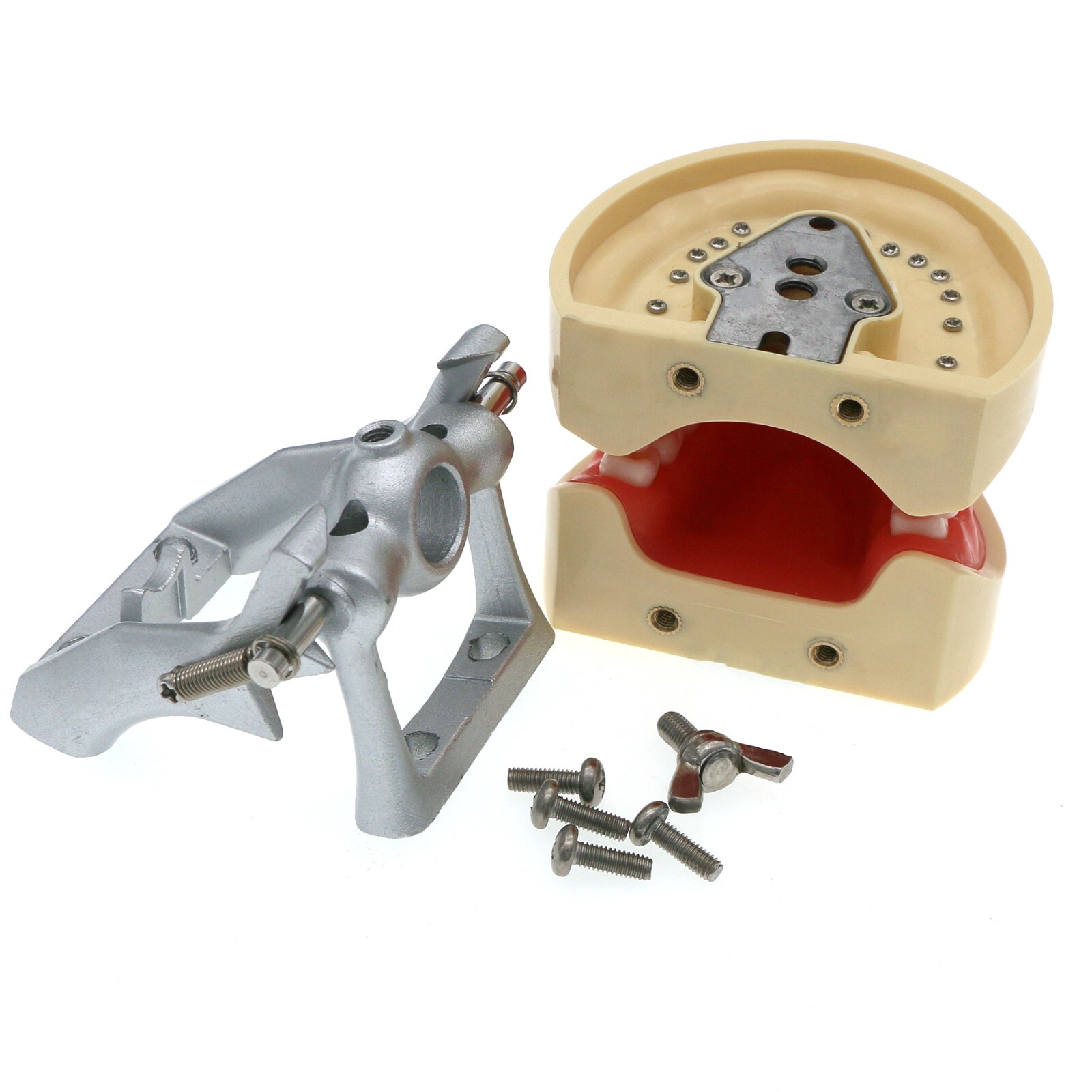 Kilgore Nissin 200/500 Dental Typodont Removable Screw-in Teeth Model Mount Pole