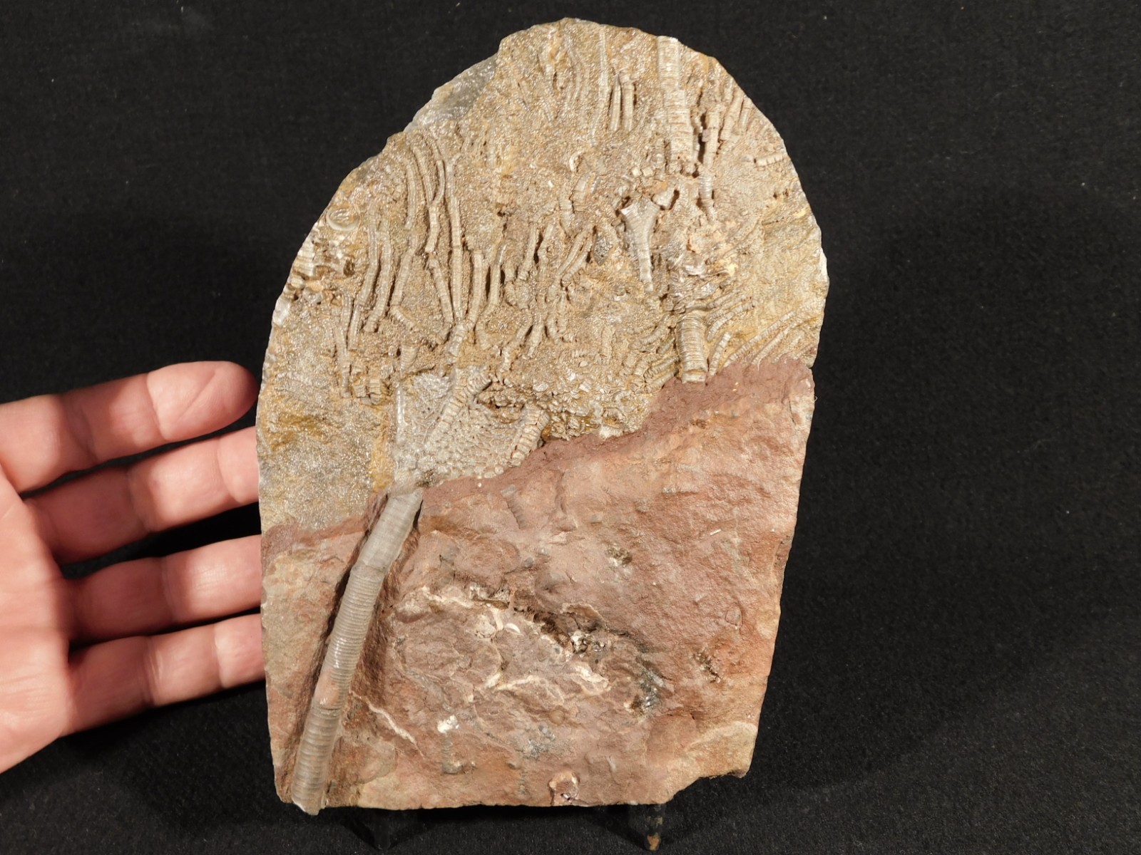 Larger! 430 Million Year Old! CRINOID Fossil or Sea LILY Fossil Morocco 601gr