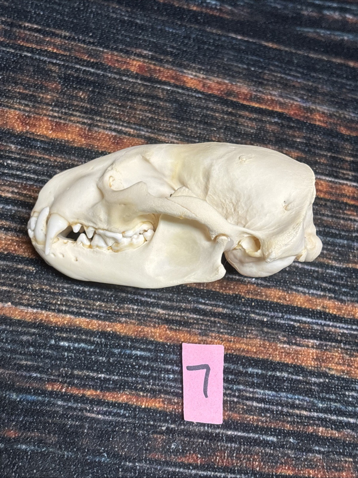 Real XL Badger Skull Unique Gift Halloween Craft Animal Mount Art Model Head Odd