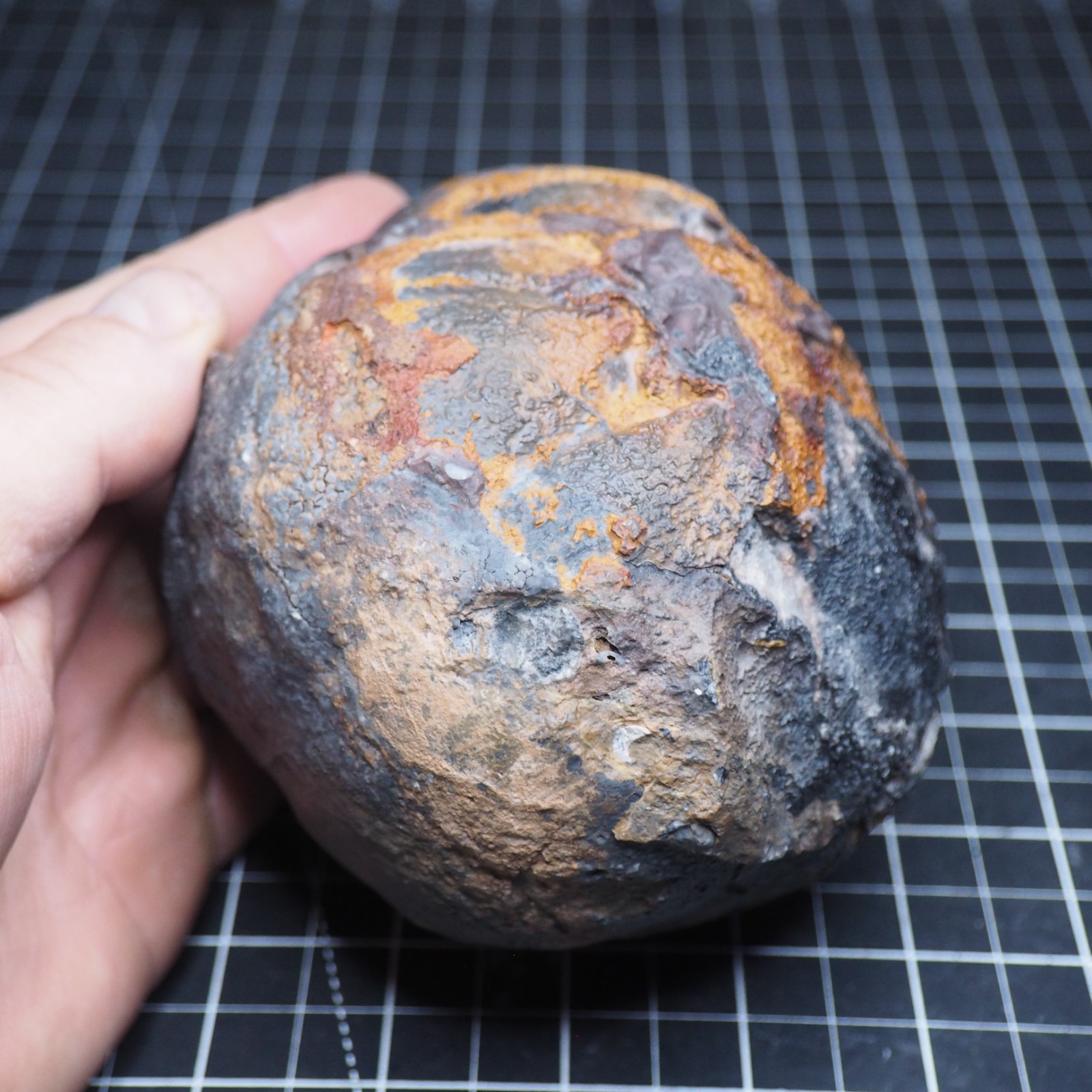 Large 1.8 kg Lobolith Scyphocrinites Crinoid Floating Devonian Fossil Morocco