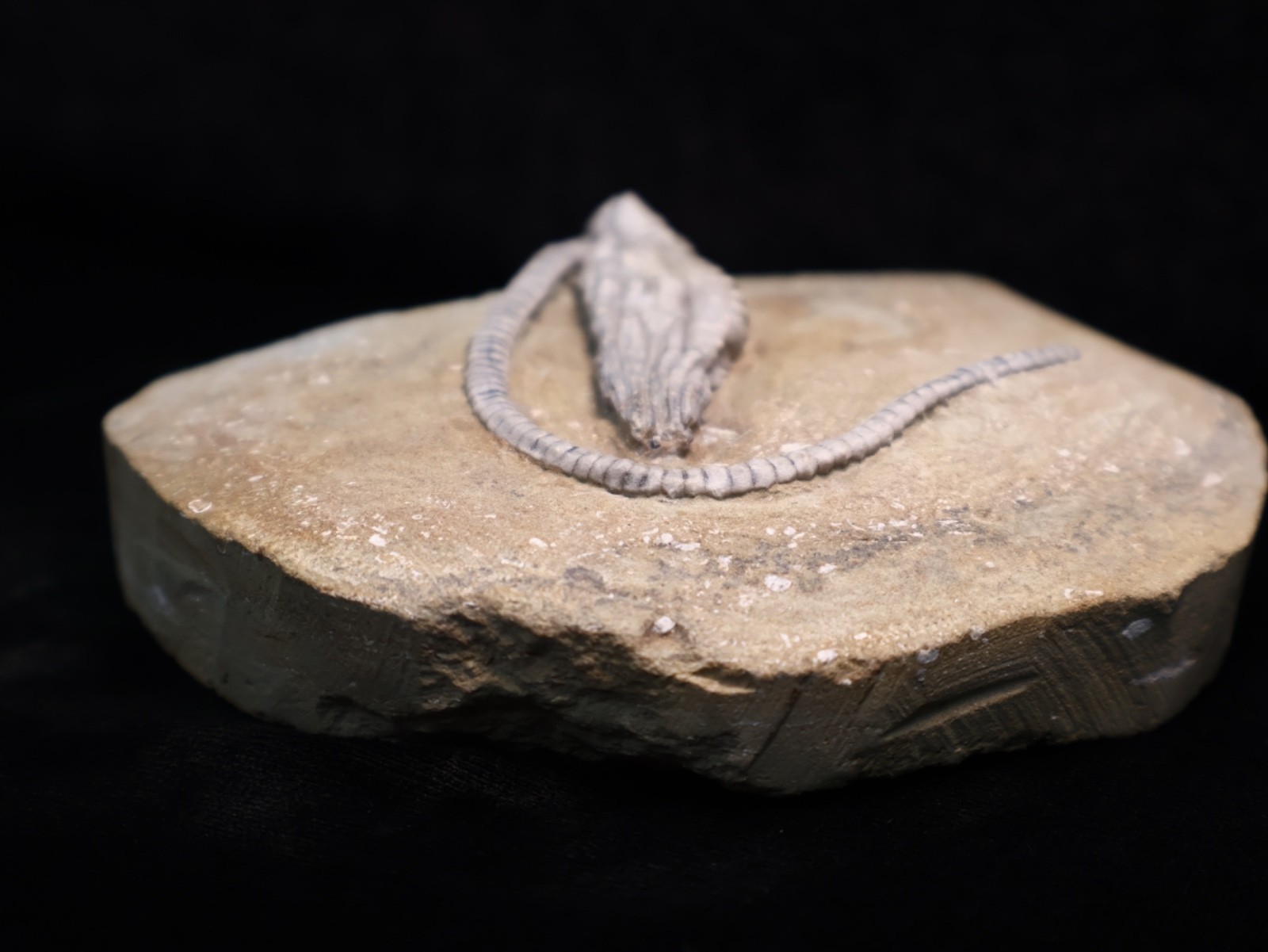 Wound Up Fossil Crinoid, Crawfordsville, IN