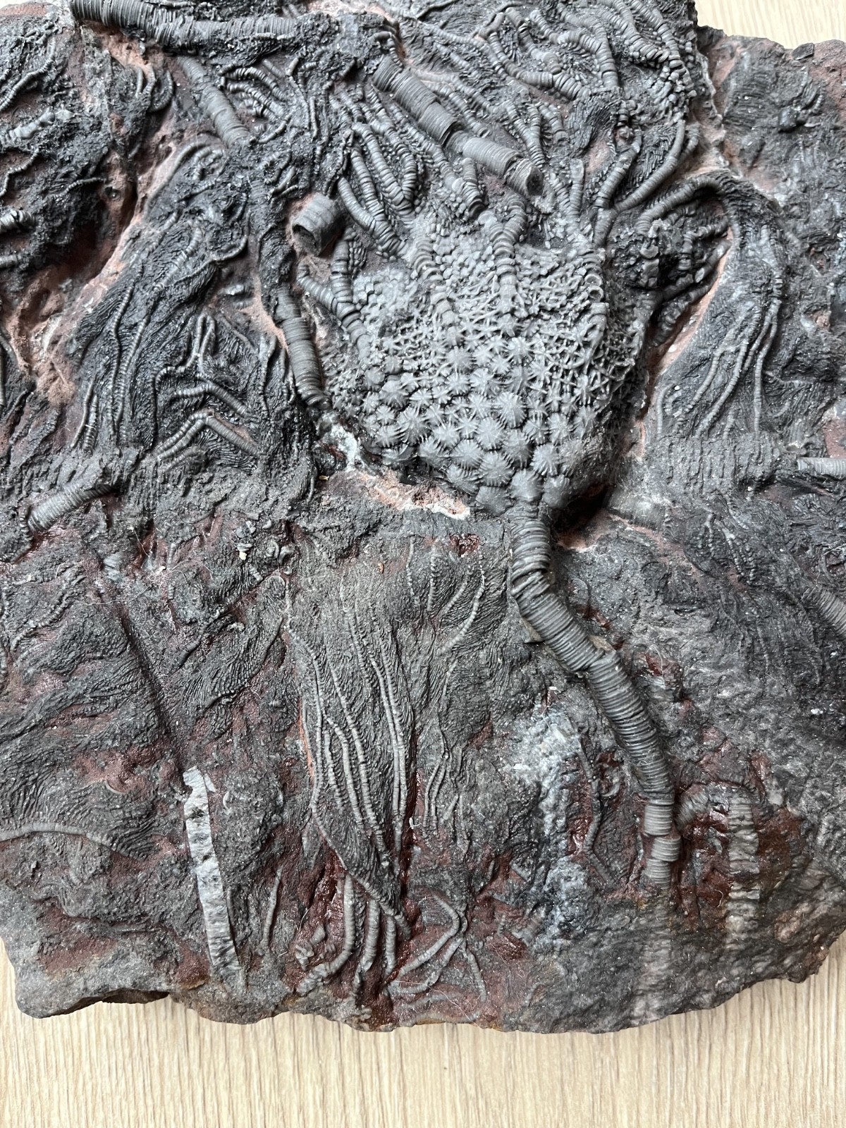 Museum Quality Silurian Crinoid Scyphocrinites Fossil Plate – Morocco