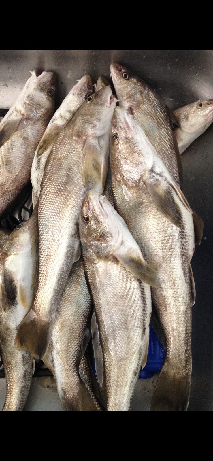 hi - low Pompano rig # 2/0 circle hook 30 lb camo monofilament (4 Rigs)