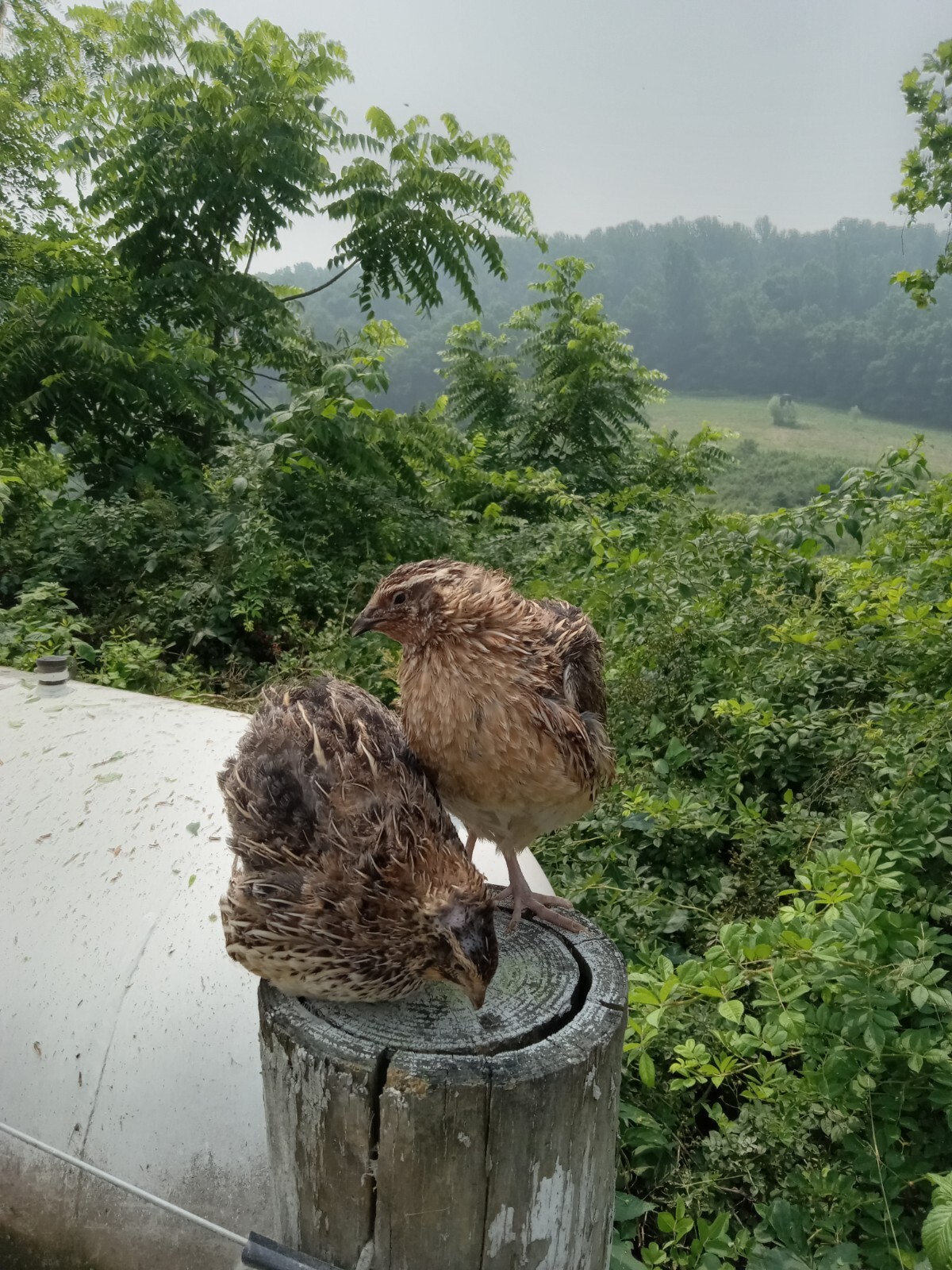 33+ KINGsBROWN XL. JUMBO brown coturnix quail hatching eggs,