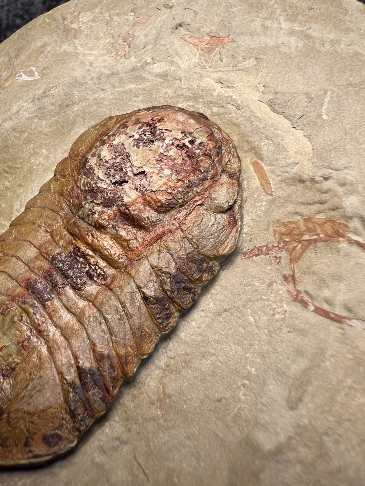 Symphysurus sp. Trilobite Fossil – Well-Preserved Specimen