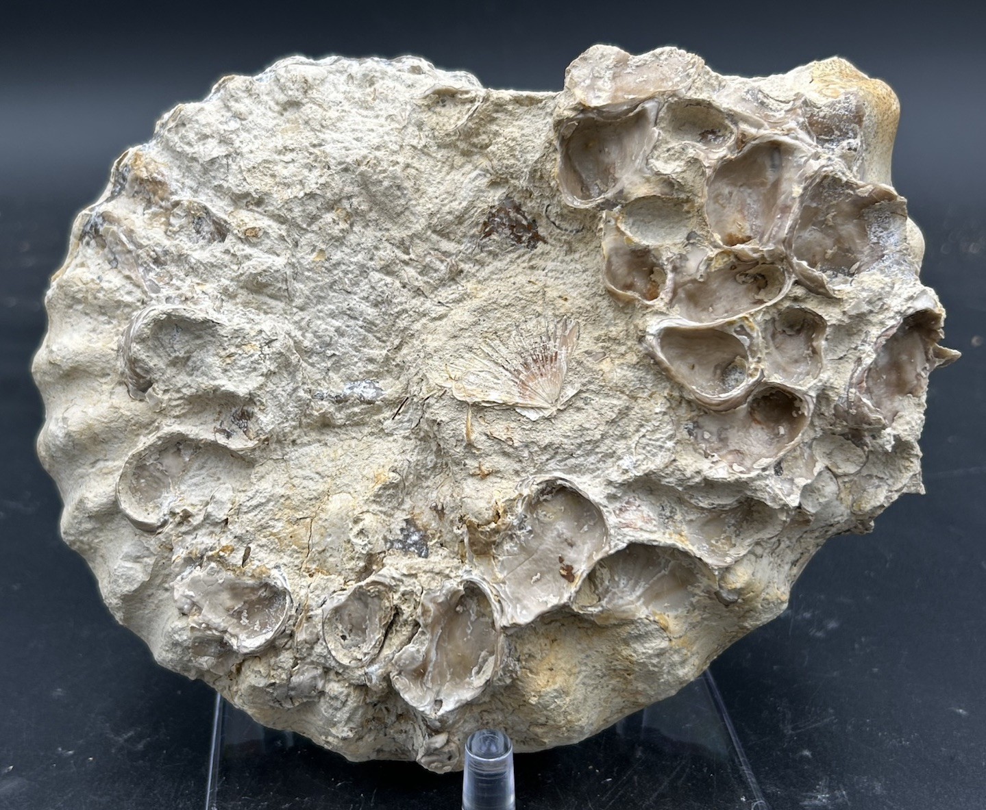 SUPERB 7.5” Cretaceous Mortoniceras Sp.Texas Fossil Ammonite!CRAZY Oyster Party!