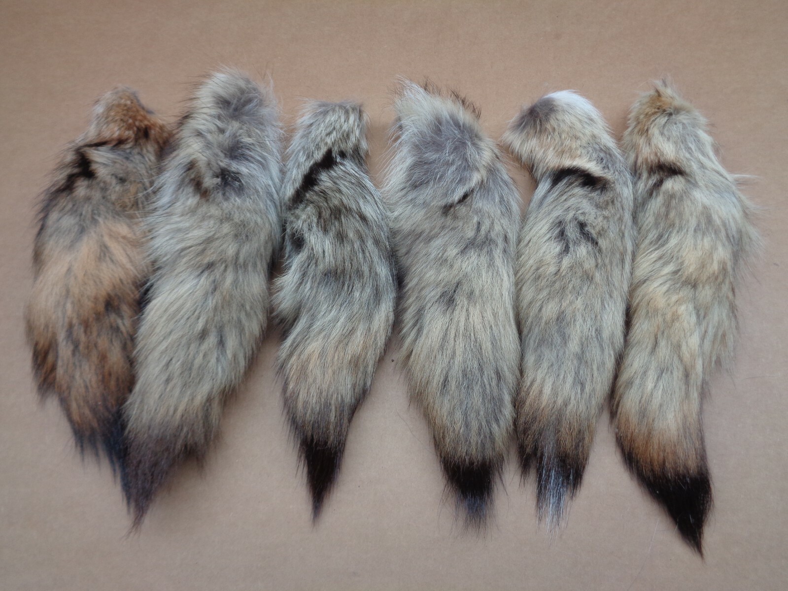 #1 Quality L Tanned Western Coyote Tails/Crafts/Real USA Fur Tail/Harley parts
