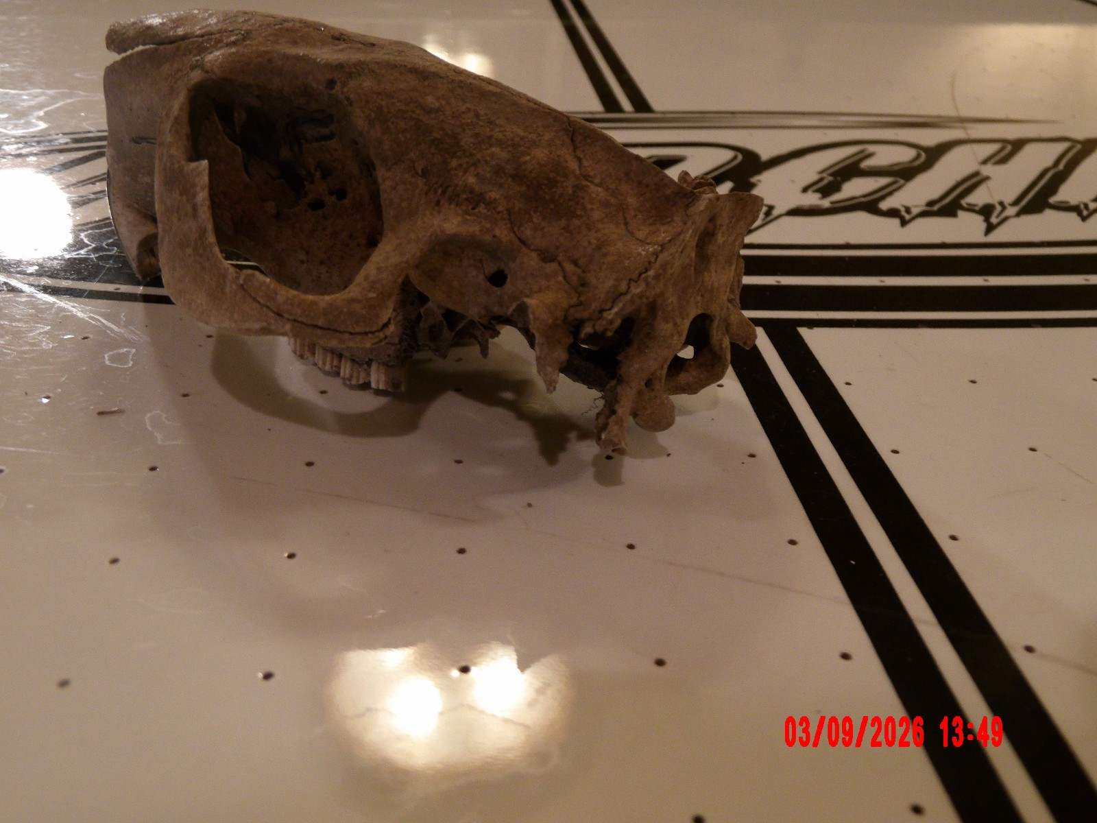 HISTORIC BEAVER SKULL RIVER FIND TEETH BONE JAW SKELETON