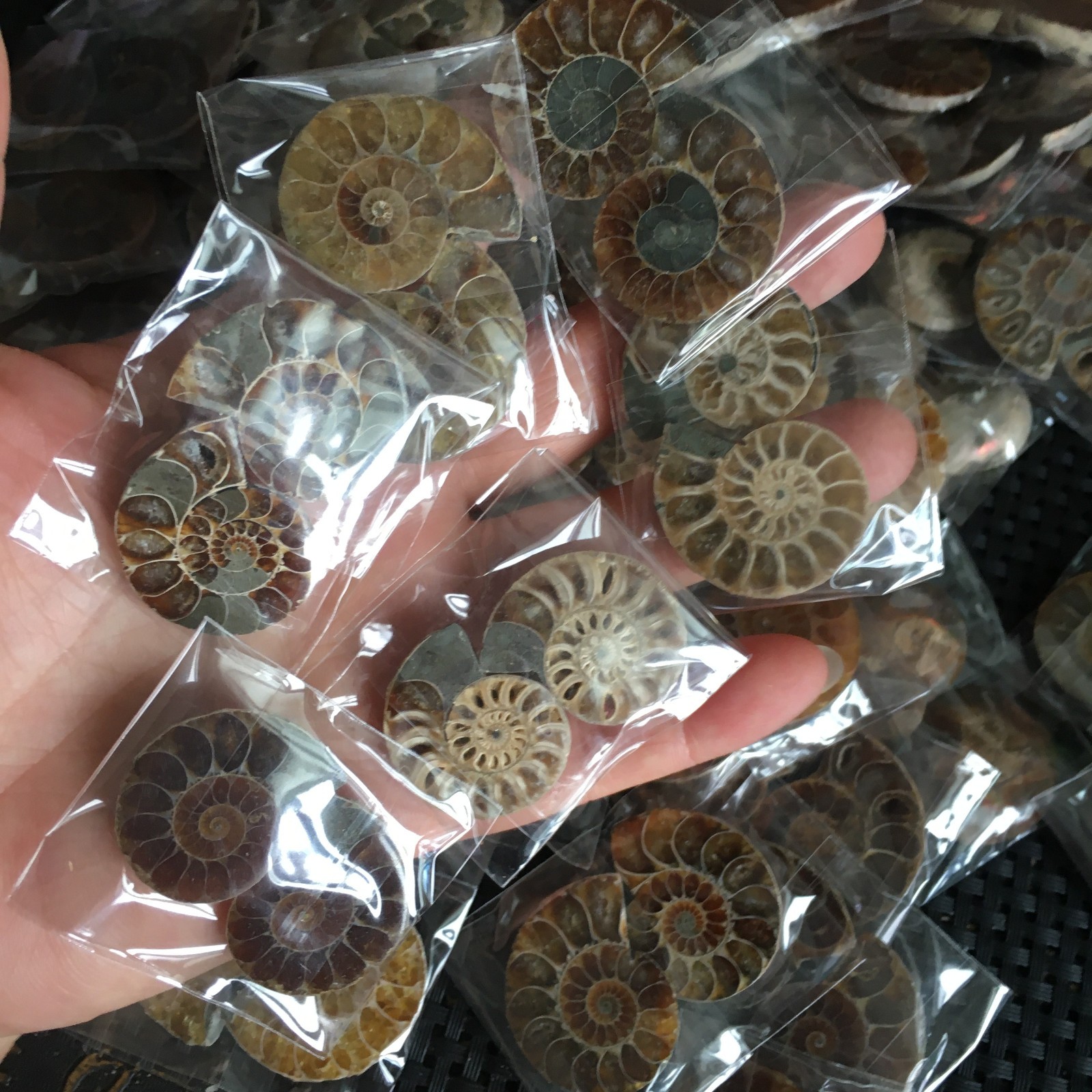 50 pair of Split Ammonite Specimen Shell Healing Madagascar 02