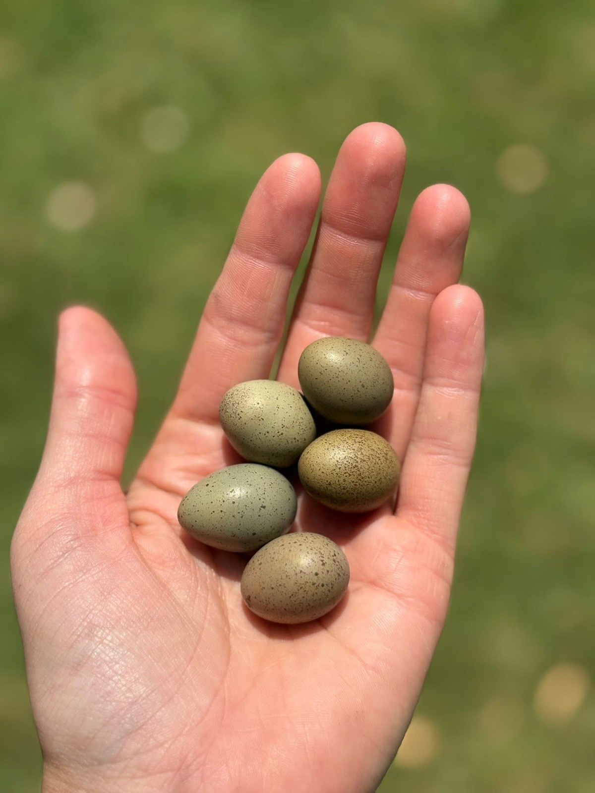 12 Exotic Button Quail Hatching Eggs Chinese Painted SPECIAL RARE ~ TPB Farms 🦚