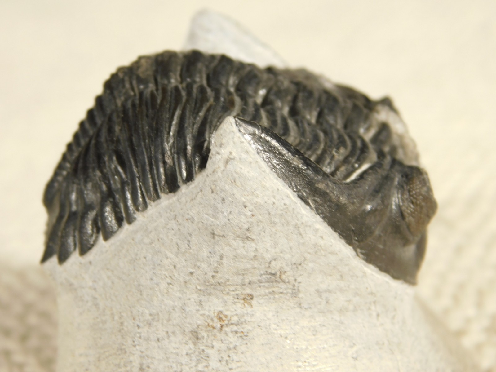 Enrolled! Hollardops TRILOBITE Fossil Nice and 100% Natural Morocco 208gr