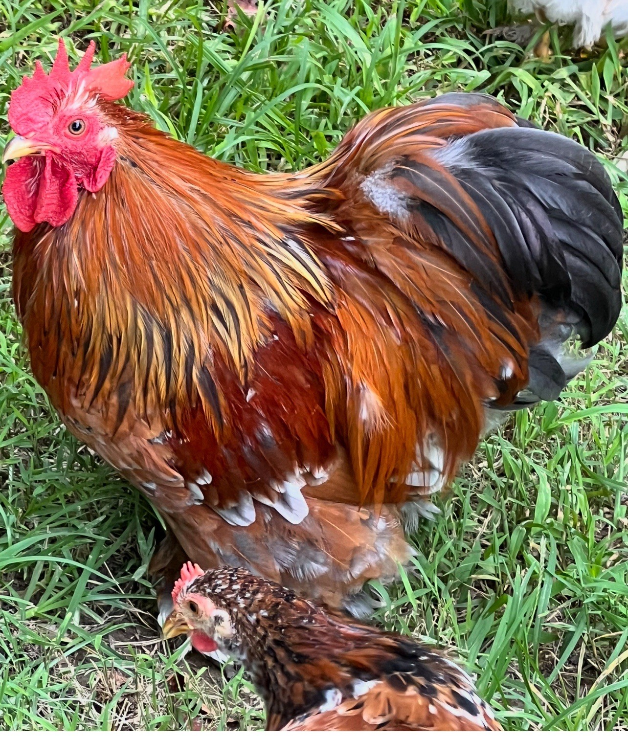 Dozen Mille Fleur Bantam Cochin Eggs
