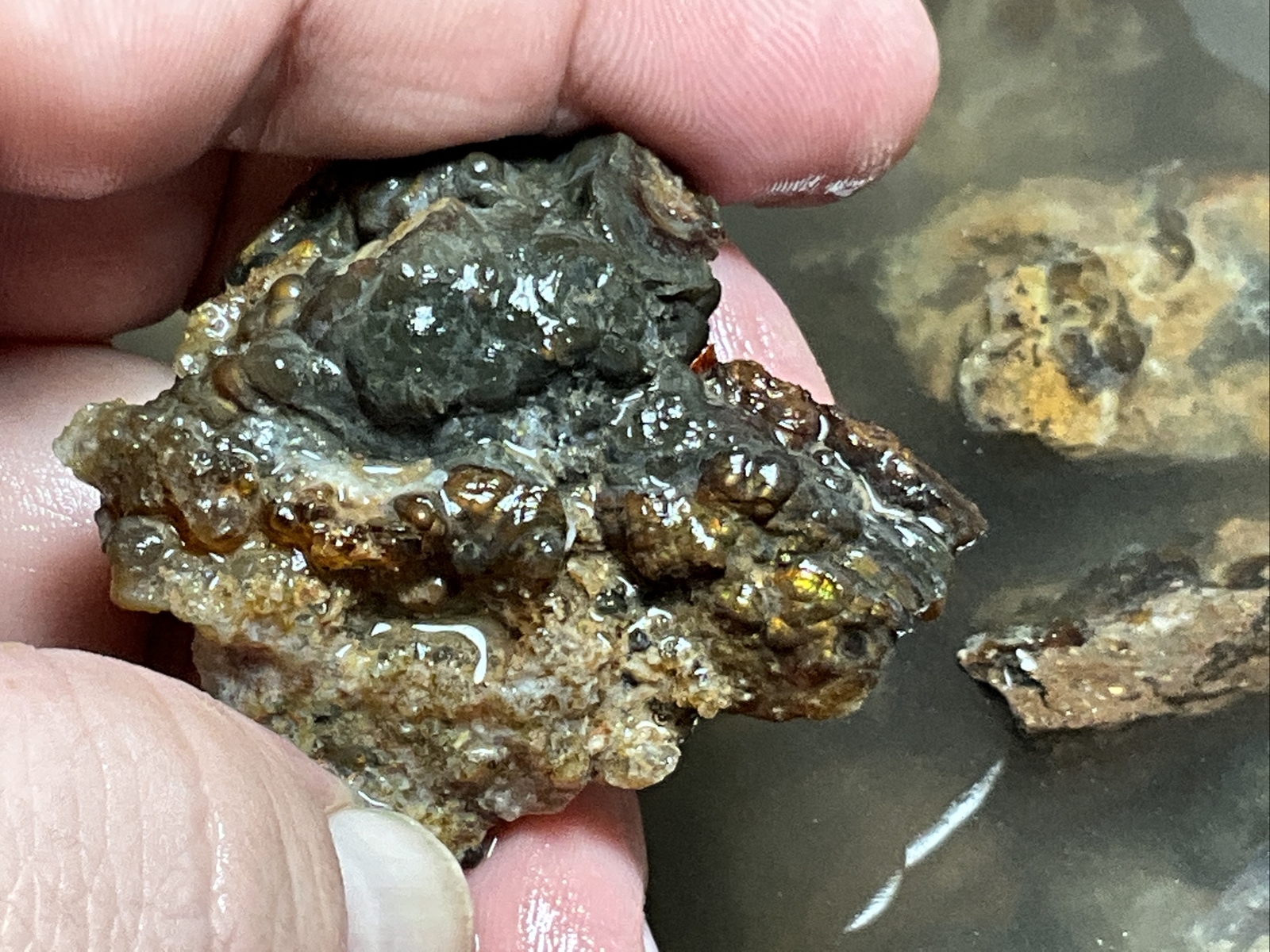 1/4 Pound Fire Agate Choice & Mid Grade Professionally Chosen Colorful Rough Lot