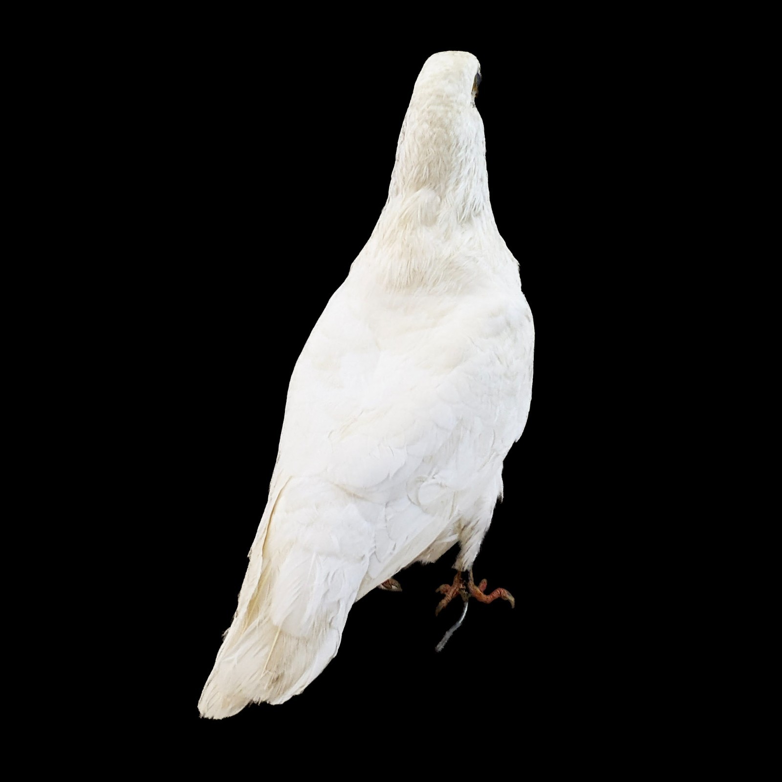 Rock Pigeon bird c livia dove Taxidermy Oddities Curiosities collectible