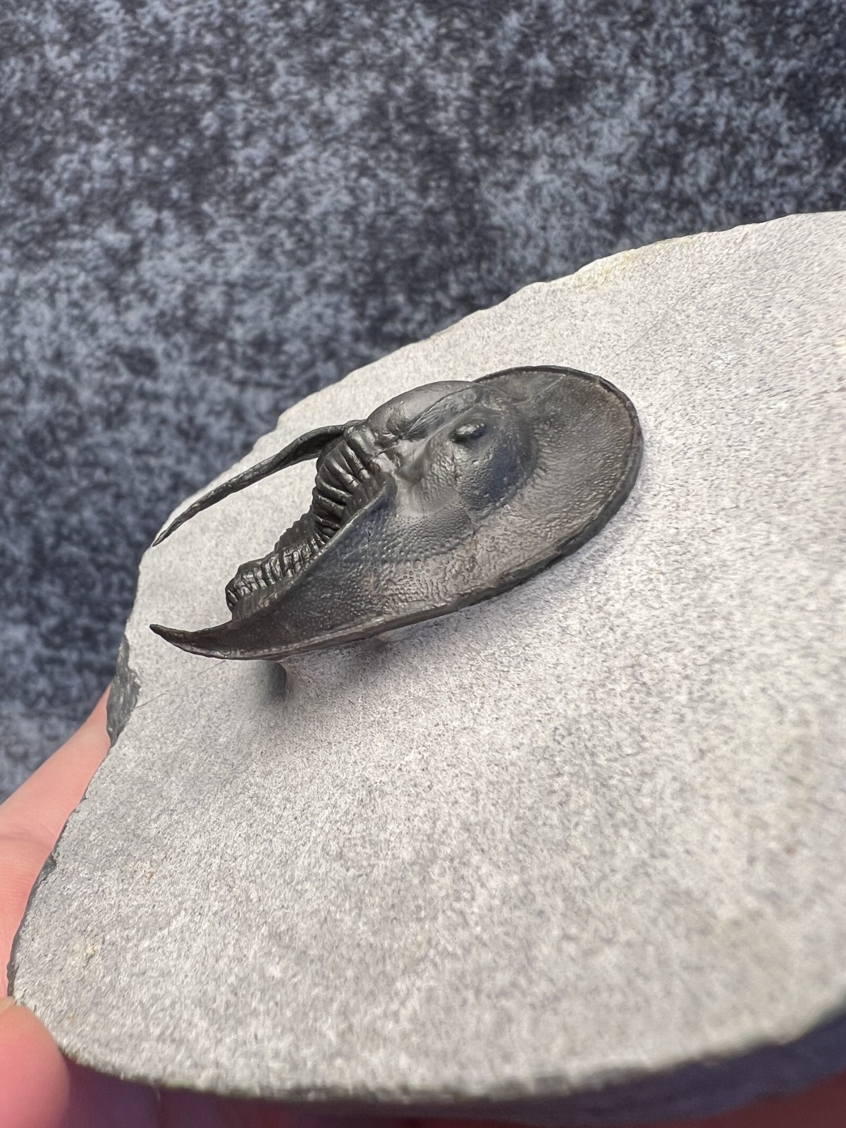 Harpes aff. perradiatus Trilobite Fossil – Attractive Specimen