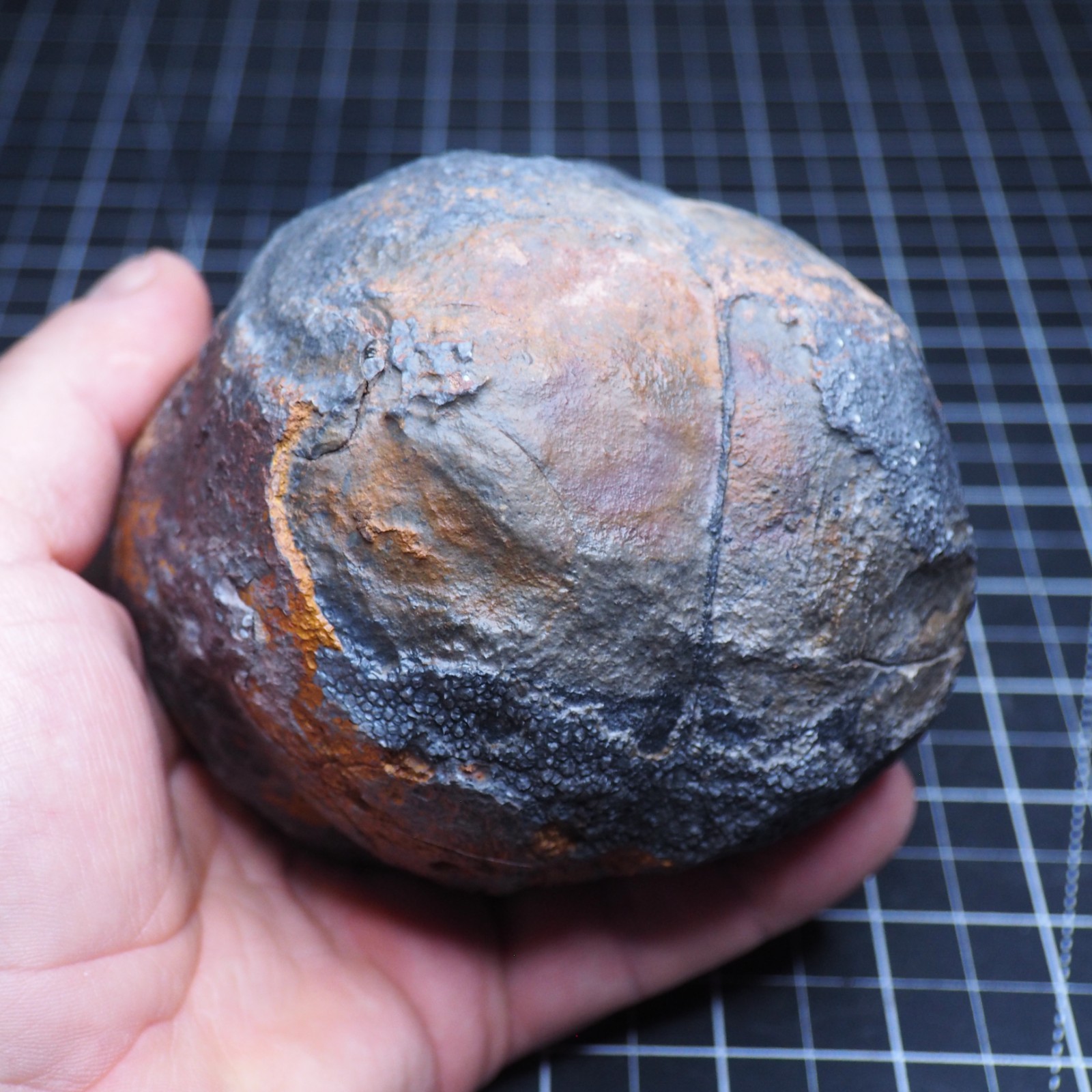 Large 1.8 kg Lobolith Scyphocrinites Crinoid Floating Devonian Fossil Morocco