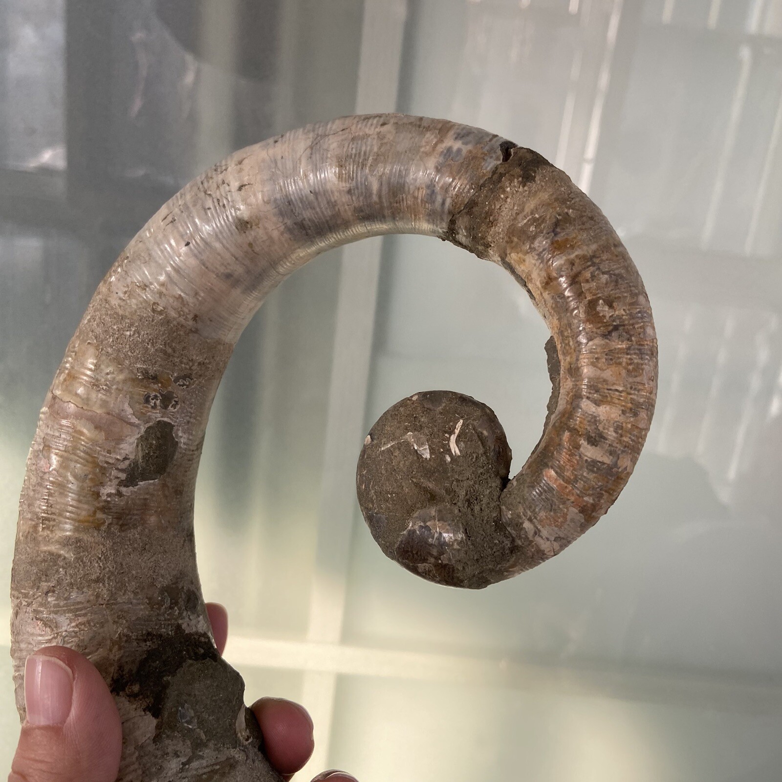 1242g215mm Big Repaired Ancyloceras Ammonite Fossil Sutures Crystal Display Mad