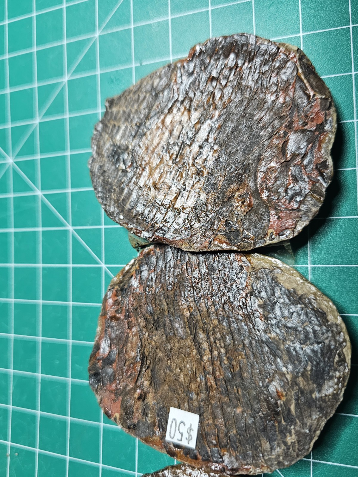 2 Rare Fish Fossil Nodules Dr Bruce Stinchcomb Collection L.