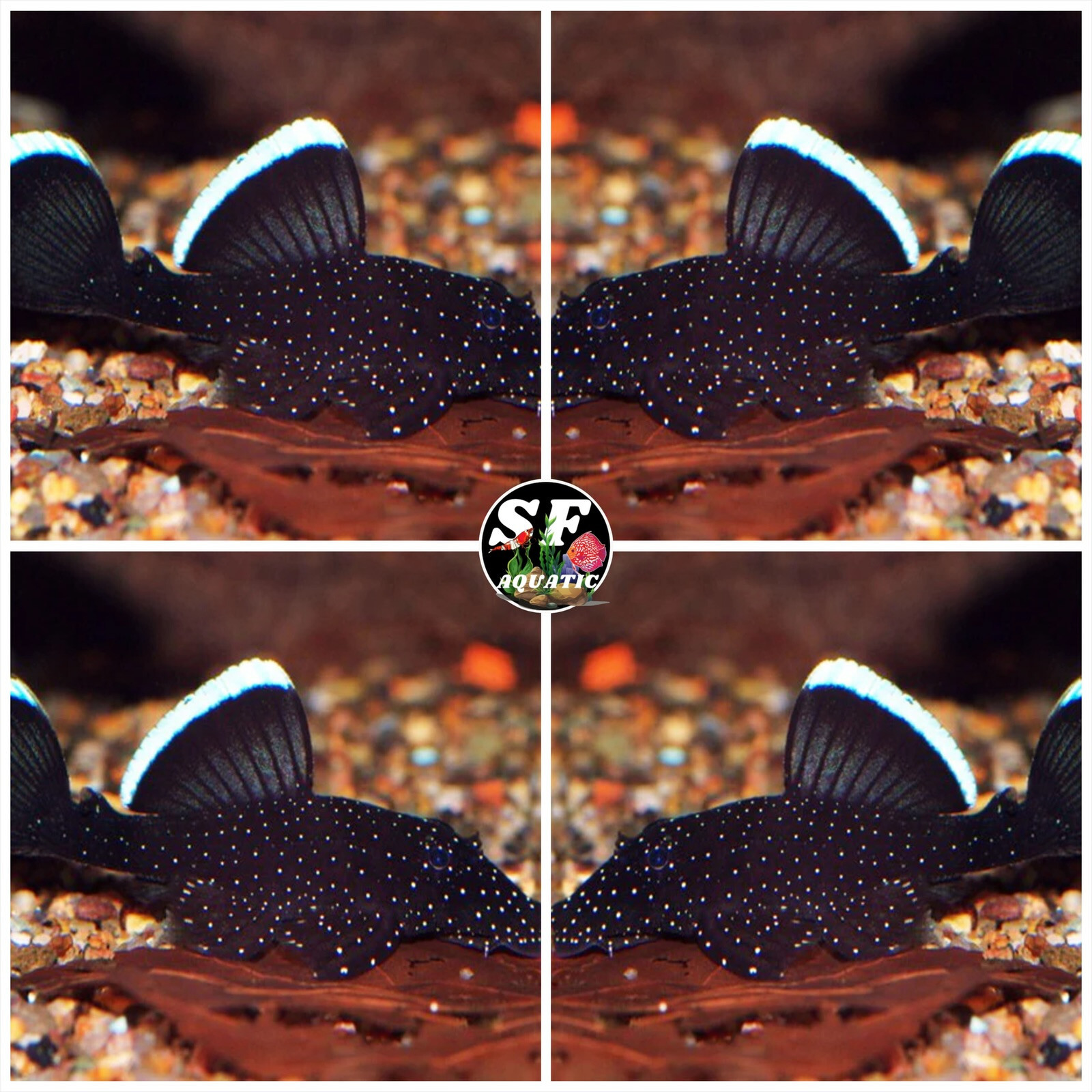 L 183 Starlight Bristlenose Pleco (Ancistrus dolichopterus) . Juveniles 1-1-5"