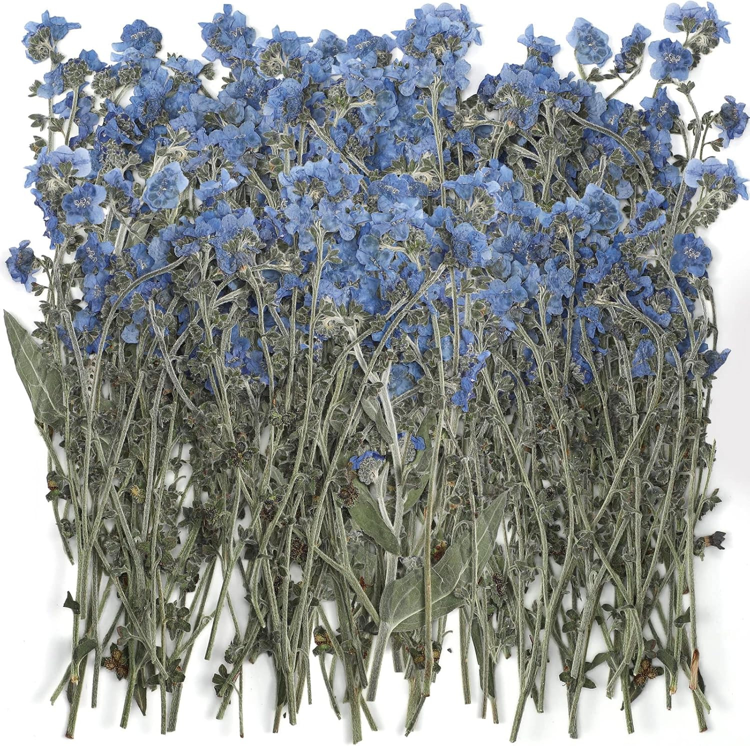 50 Pcs Natural Forget Me Not Pressed Dried Flowers Blue Don'T Forget Me Dried Fl