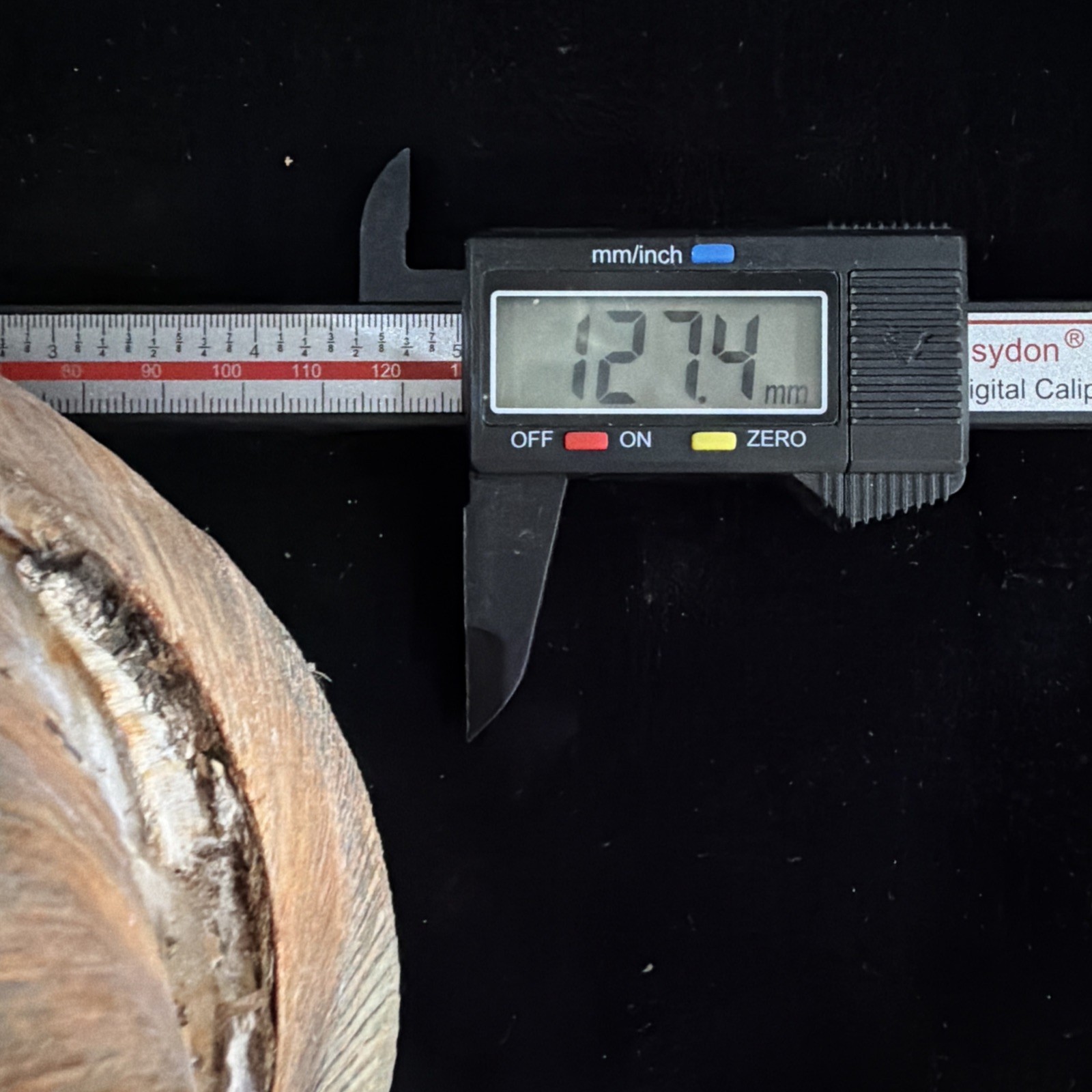 Giant Surf Clam Sea Shell 121.0mm X 127.4mm No Data (E874)