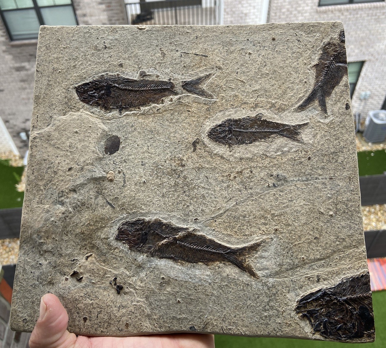 Killer Post Dinosaur Age Fish Fossil Mortality Plate Acid Prep Bottom Cap GRF