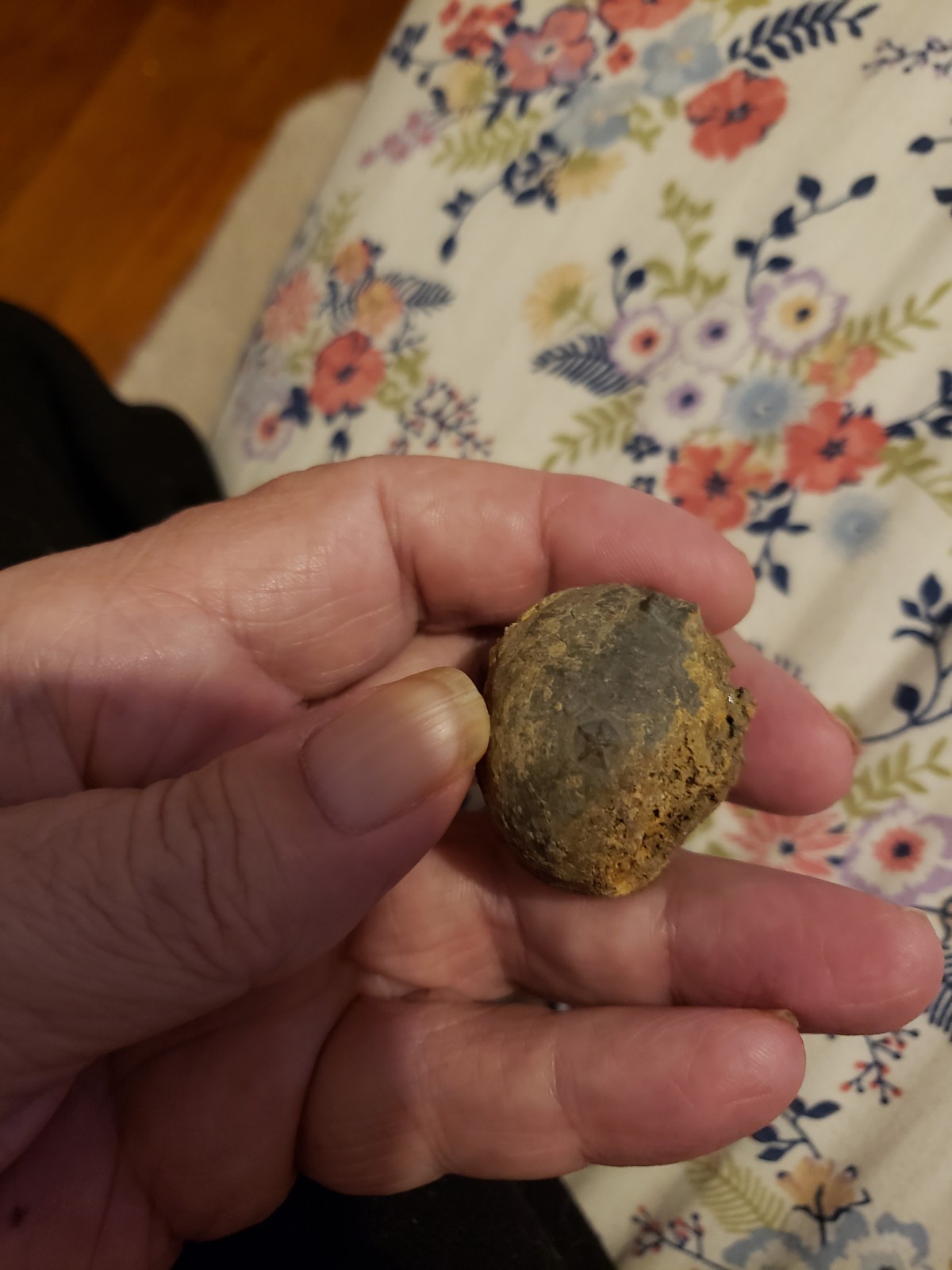 RARE.ANAL PYRAMID Cystoid Echinosphaerites Fossil Crinoid Trilobite RARE FOSSIL