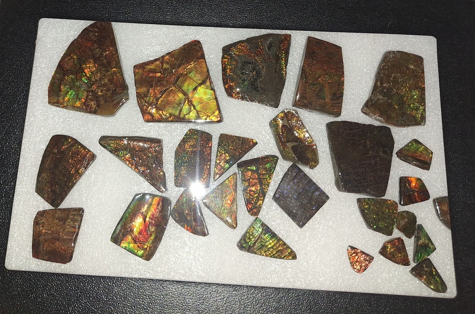 Ammolite Gem Fossil Ammonite Fragments Fr. Bear Paw Sea Formation Alberta Canada