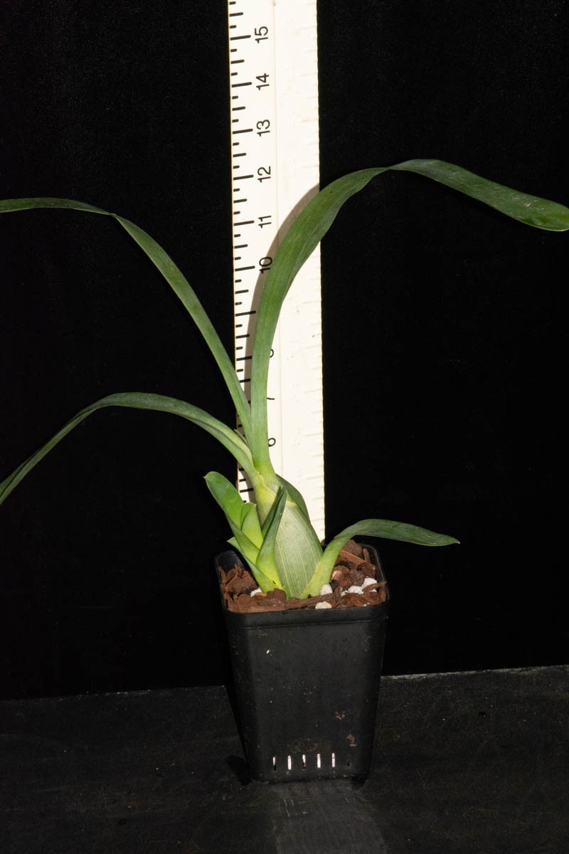 Grammangis ellisii #3