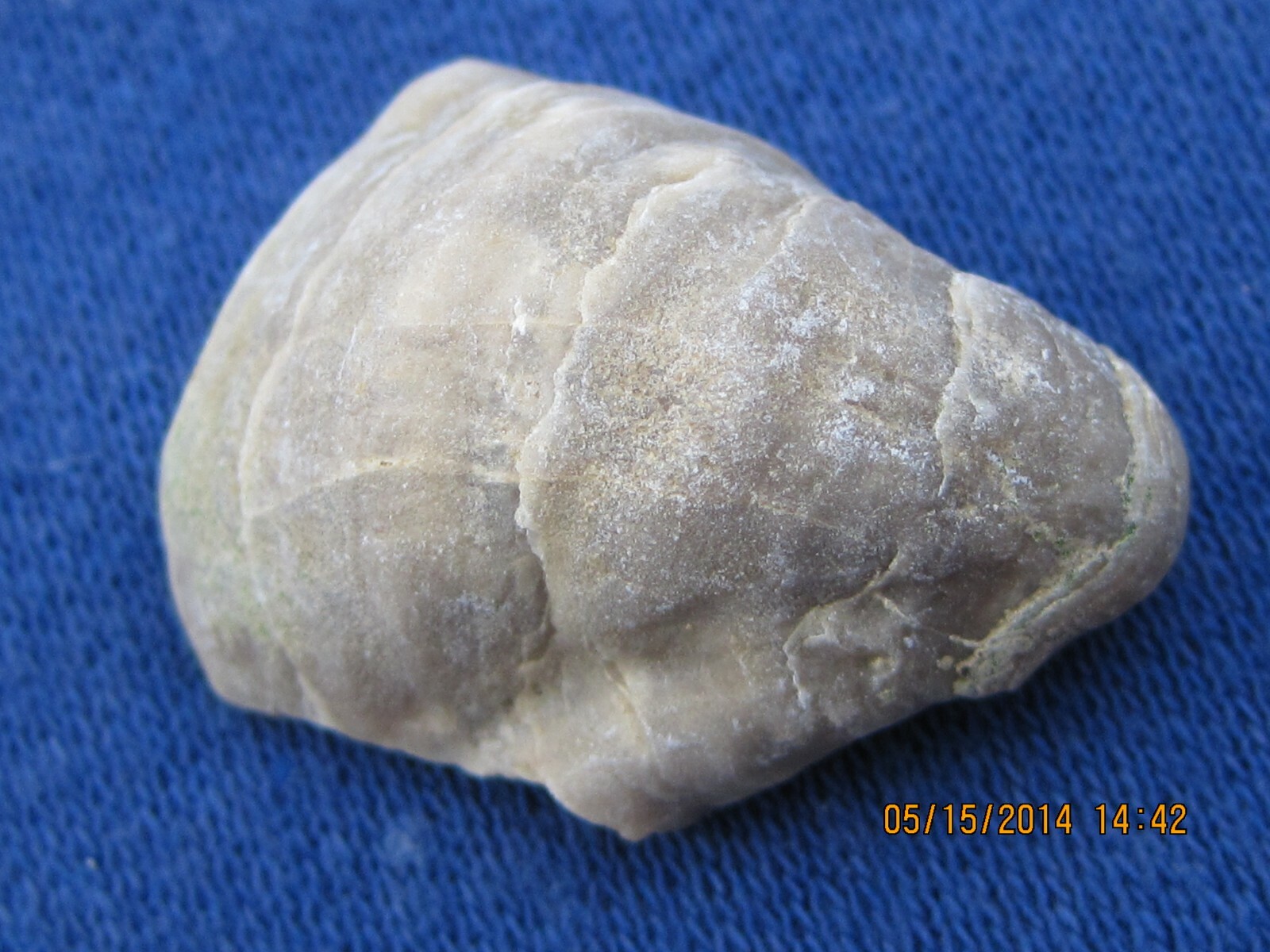 TWENTY FIVE DEVIL'S TOE NAIL FOSSILS WHOLESALE