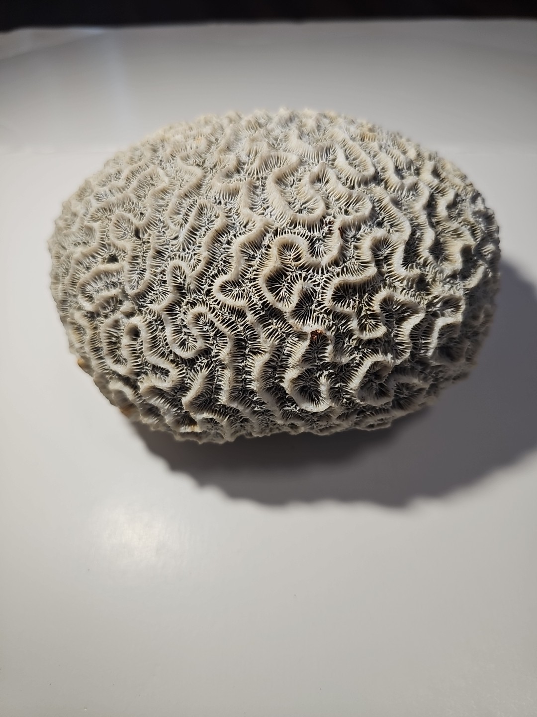 Fossilized Brain Coral, Diploria Labyrinthiformis 6+ inches