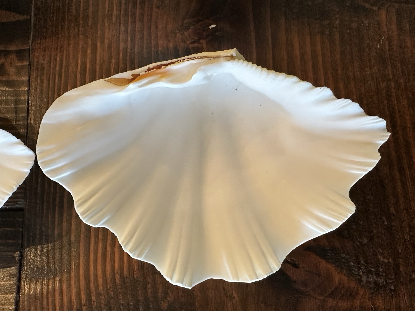 Set Of 6 TRIDACNA GIGAS(?) Clam Sea Shells Half 6” x 4” BEAR PAW Nautical Ocean