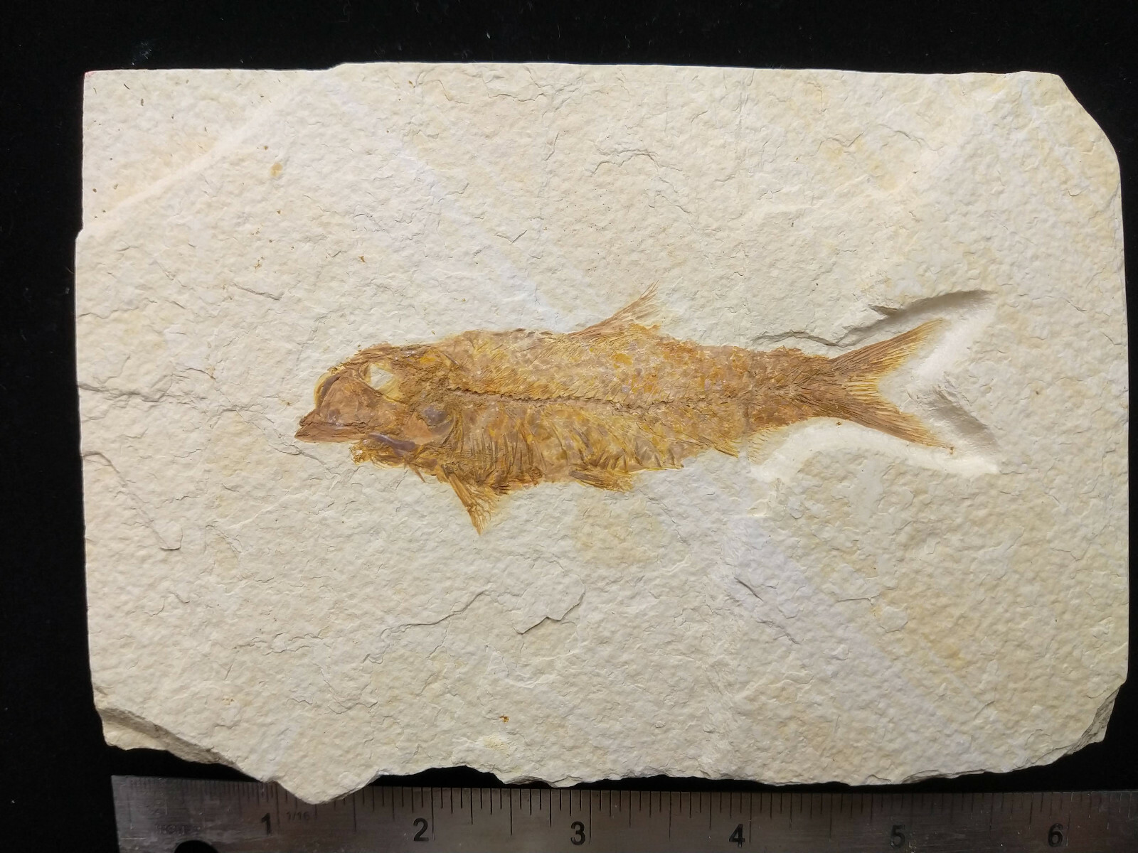 A Grade Knightia eocaena Fossil Fish Green River Formation Wyoming