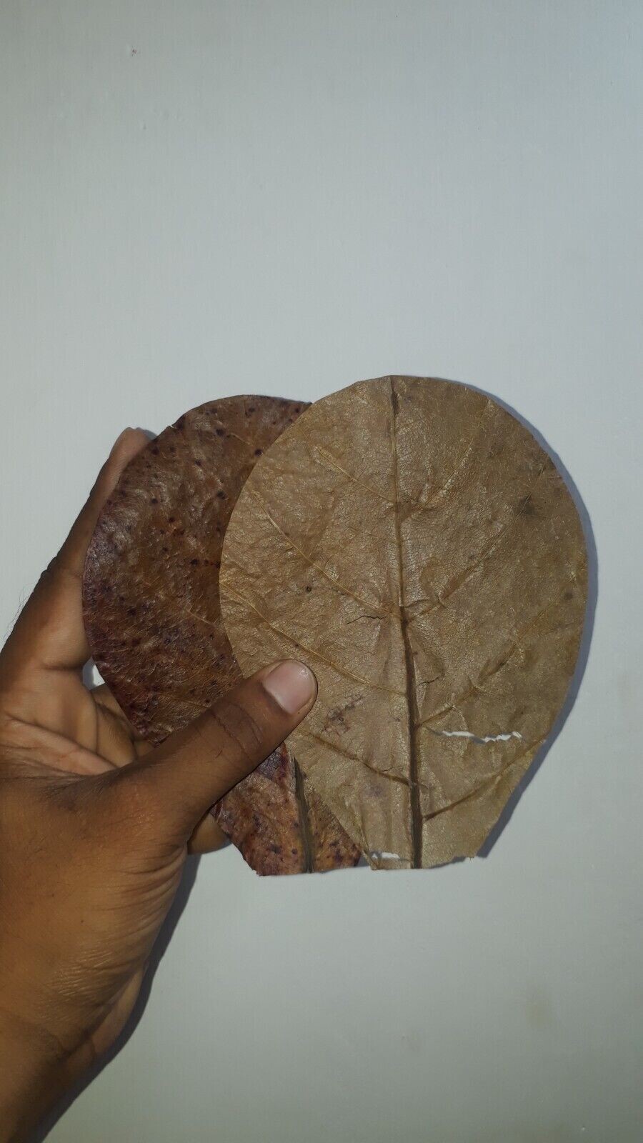 100Pc almond leaves 5'' catappa indian ketapang leaf Shrimp betta fish aquarium