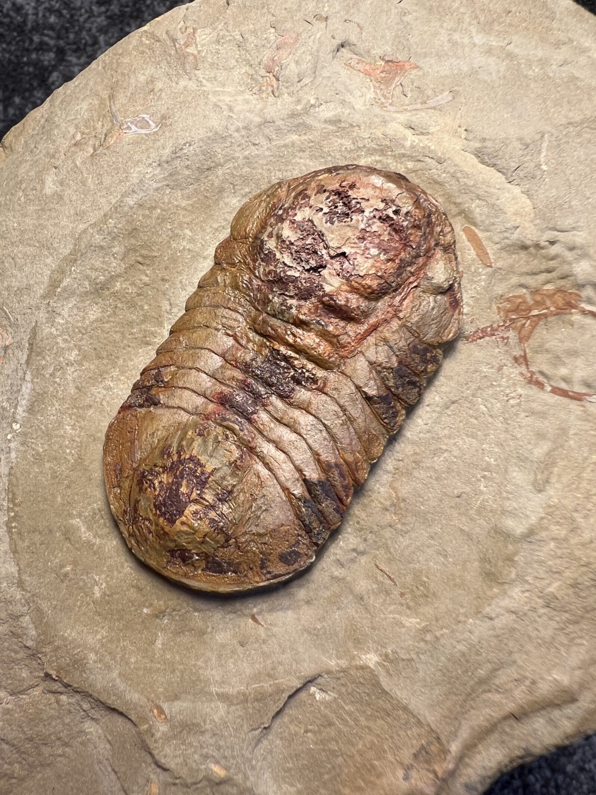 Symphysurus sp. Trilobite Fossil – Well-Preserved Specimen