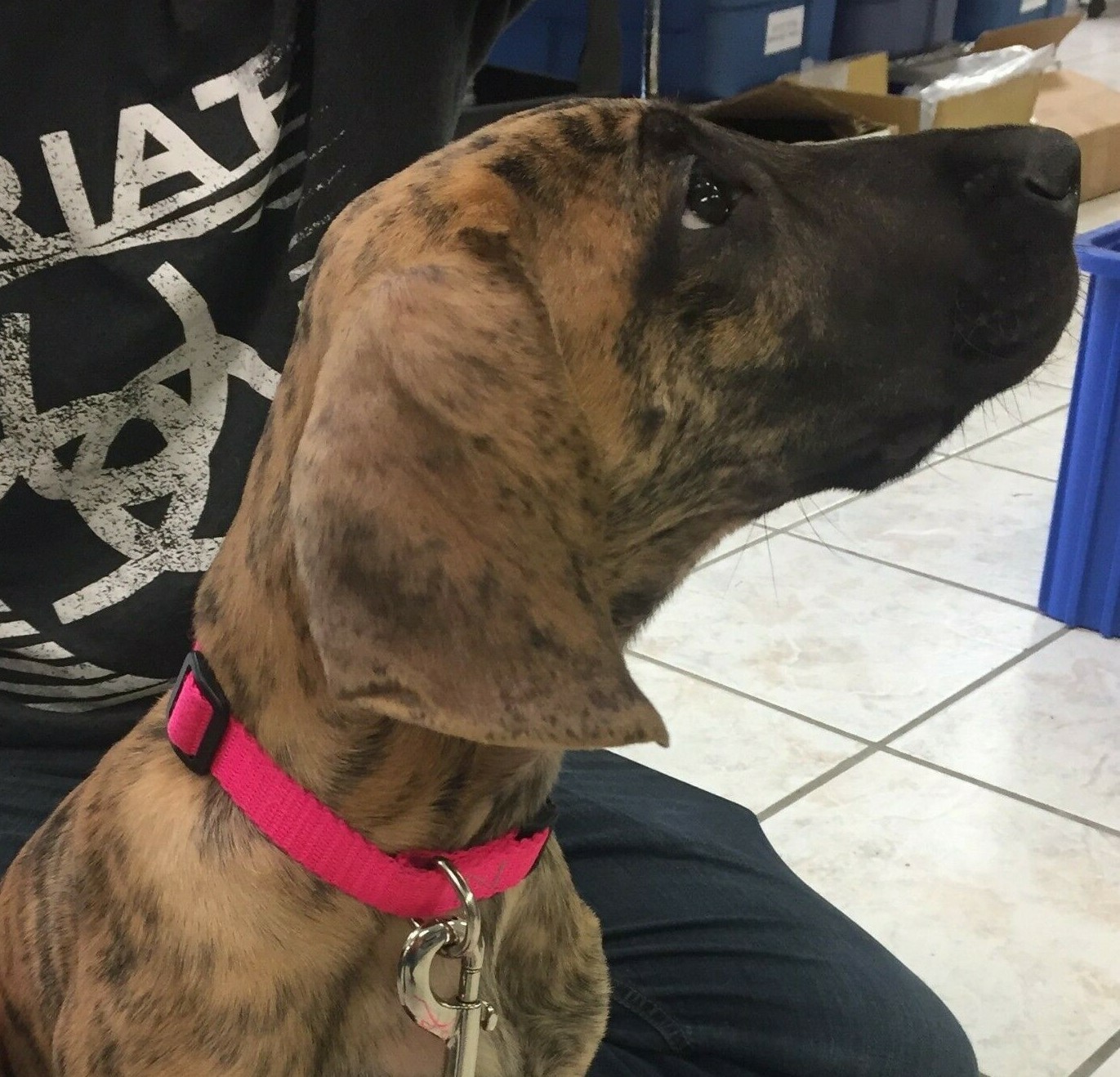 SNOW CREEK - HEAVY DUTY NYLON DOG COLLAR - ADJUSTABLE (MADE IN KY, USA)