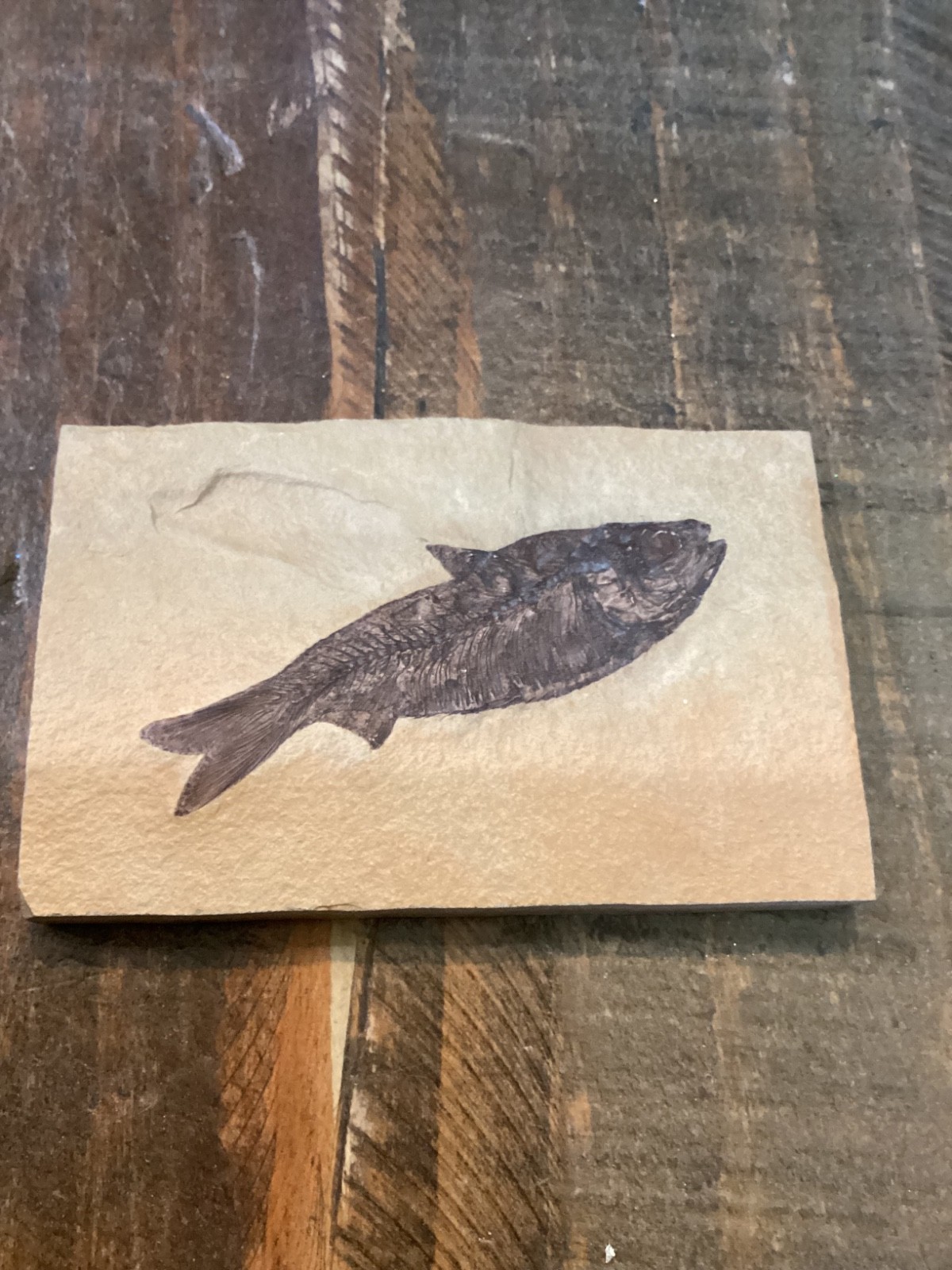 Knightia eocaena Fish Fossil Lake Green River Formation 4 3/4”x 3”