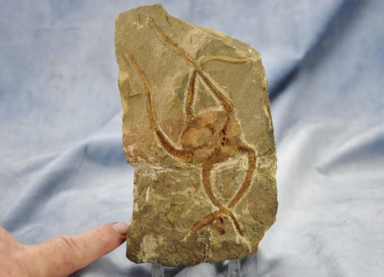 Brittle Star Starfish 200myo FOSSIL 274mm GEOCOMA CORINATA 6.5" 165mm 5019aa