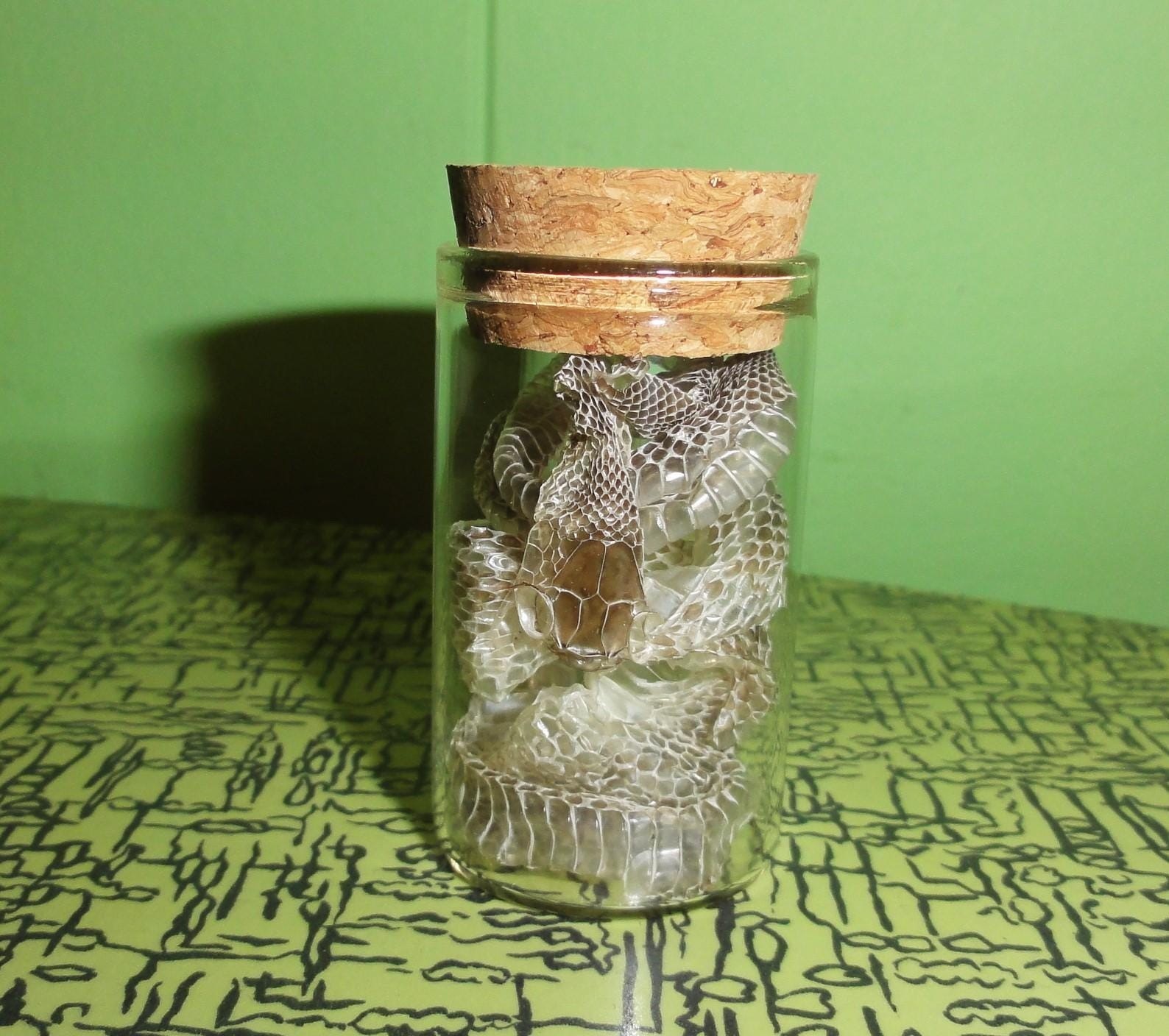Snake Skin Small Oddity Jar curiosity glass vial reptile goth nature art