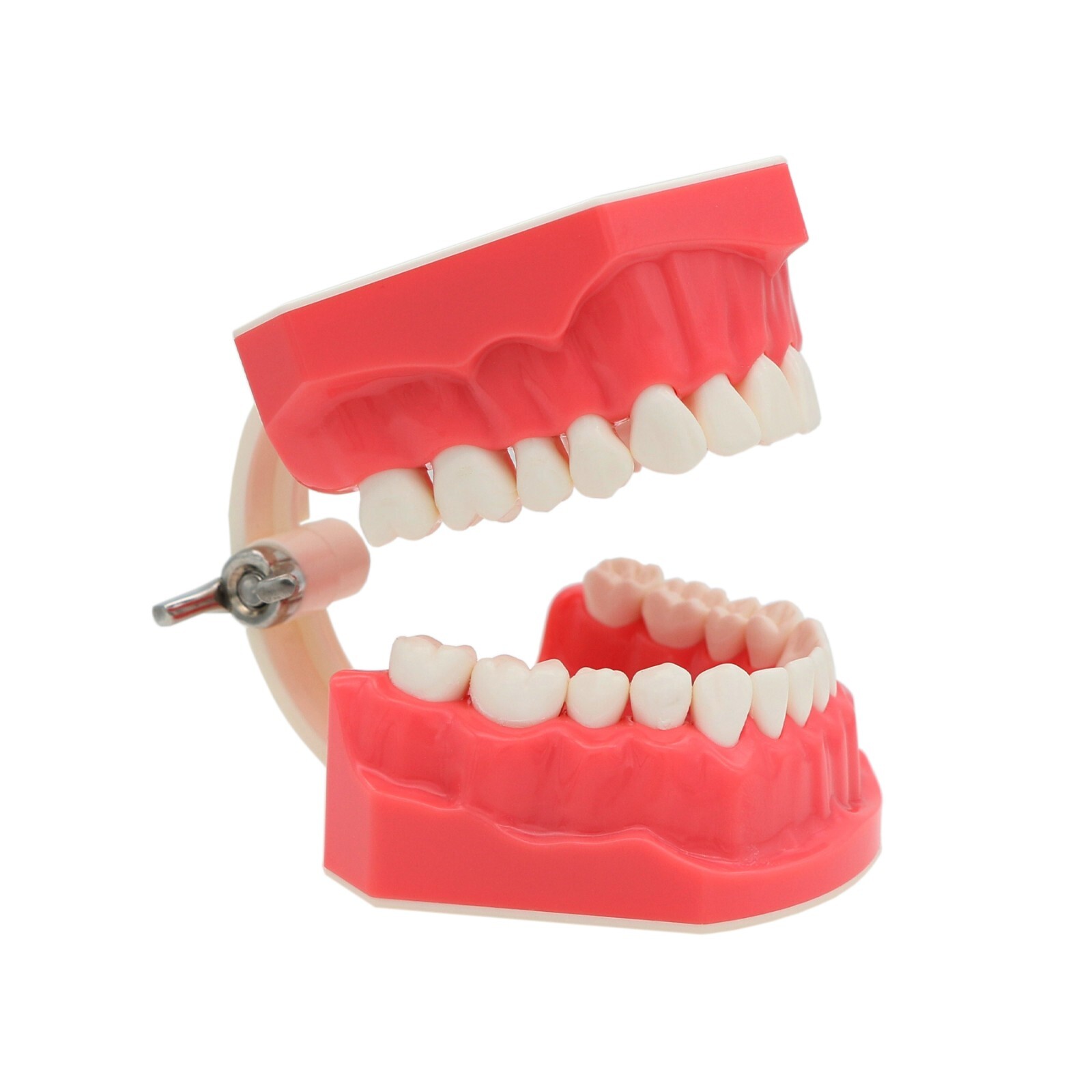 Dental Teeth Model Brushing Flossing Practice Studying Teaching Model M7010-1