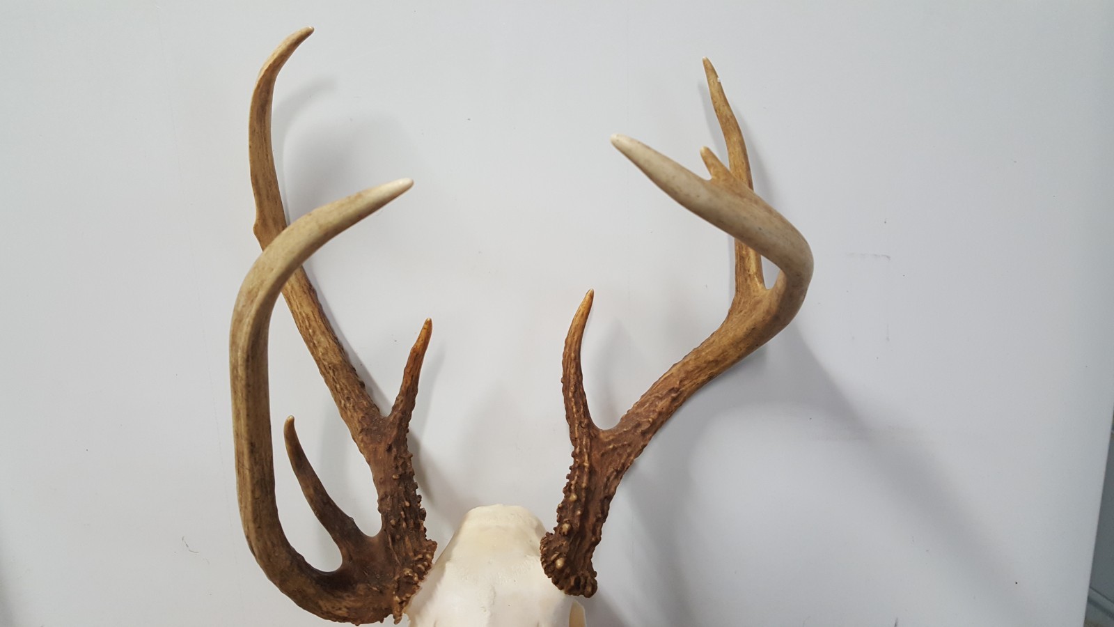 Double Main Beam WHITETAIL DEER RACK FULL SKULL mule elk shed antlers taxidermy
