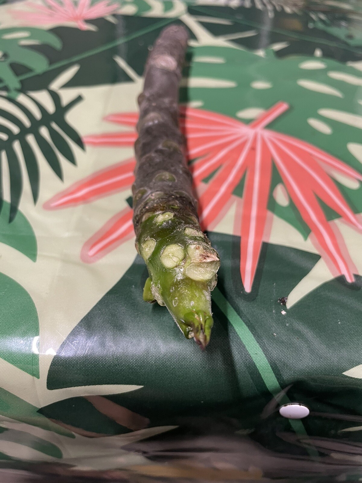 Pink Plumeria Cutting Single Head 10inch Fresh Starter x1