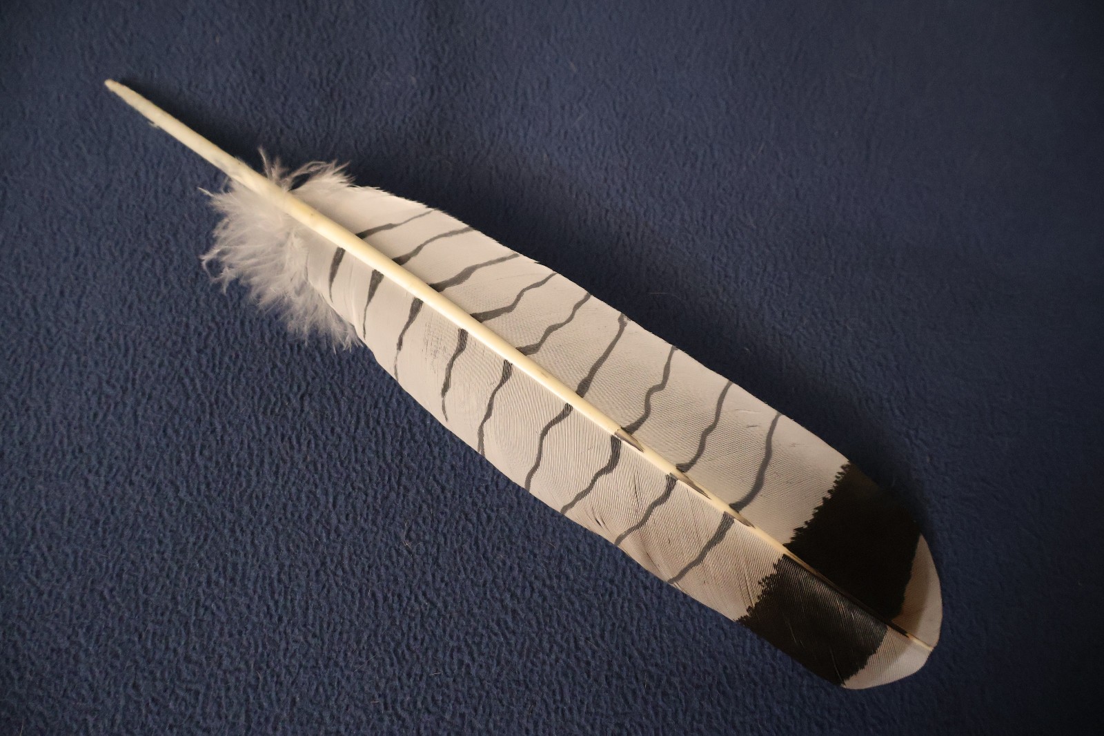 Native American-made the Revered White Tailed Hawk hand painted WhiteTailed Hawk