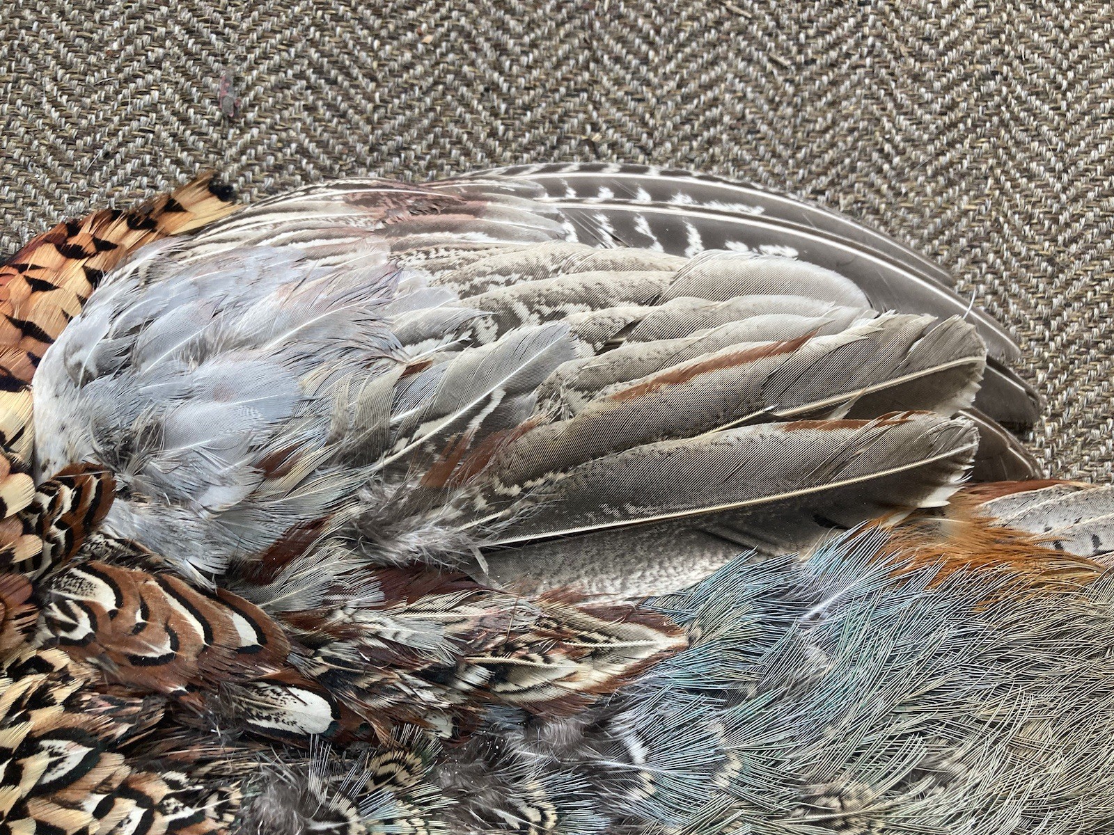 Rooster RINGNECK PHEASANT SKIN 2 Wings Tail Feathers Wall Art Taxidermy Man Cave