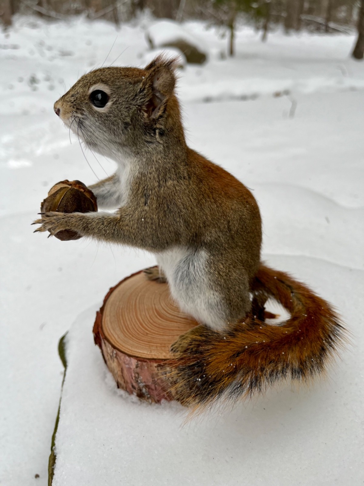 Red Squirrel Taxidermy, Squirrel Taxidermy, Pine Squirrel, Adirondacks, Gift!