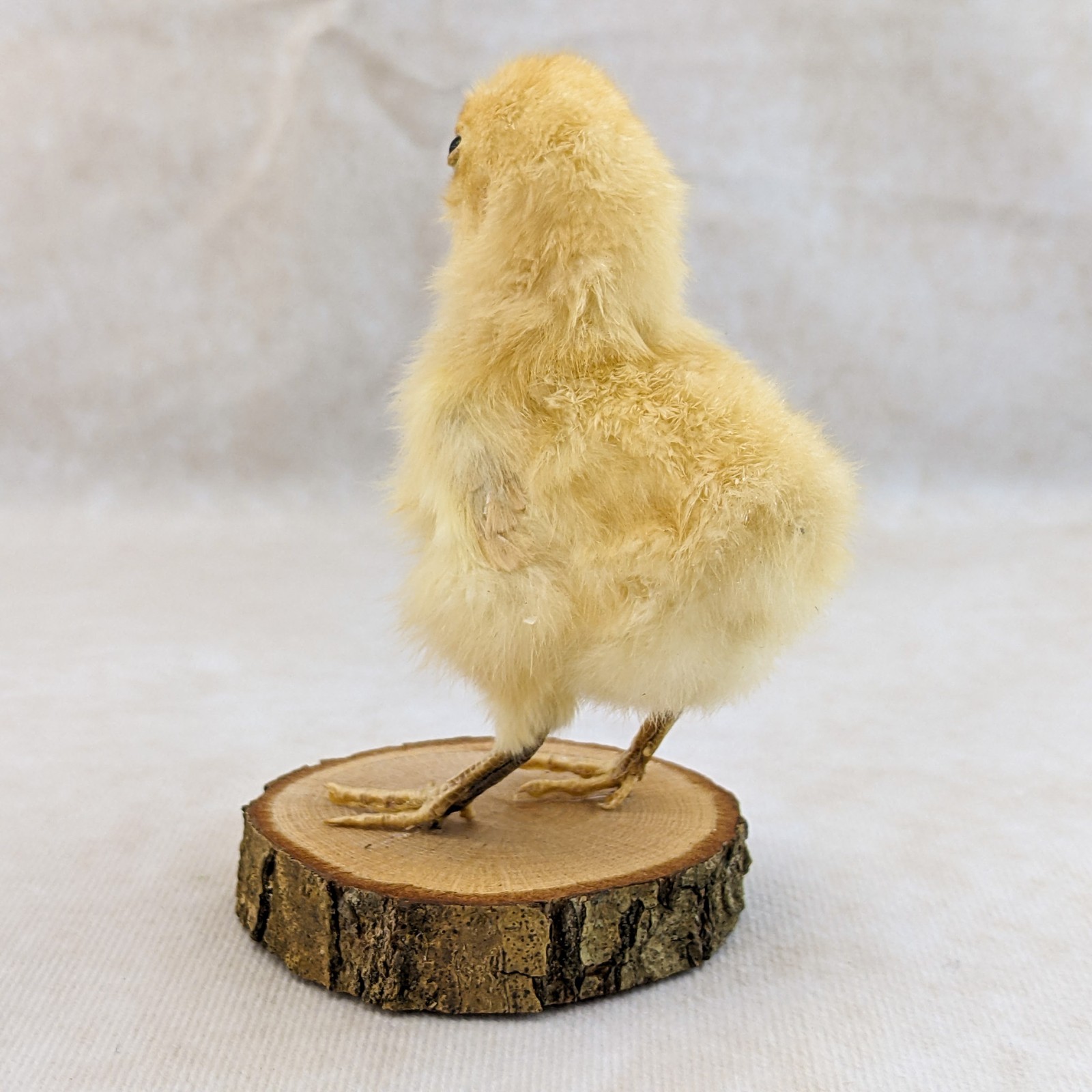 BABY Chick Chicken standing w/ wood base real taxidermy Curiosities oddity gift